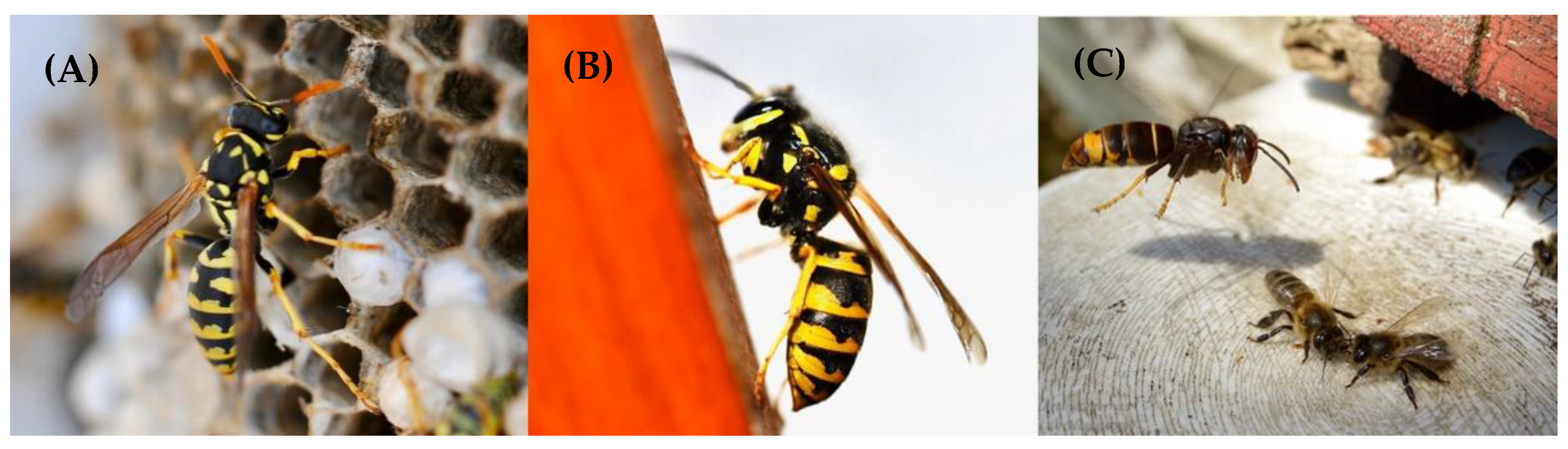 Toxins 14 00126 g002 550