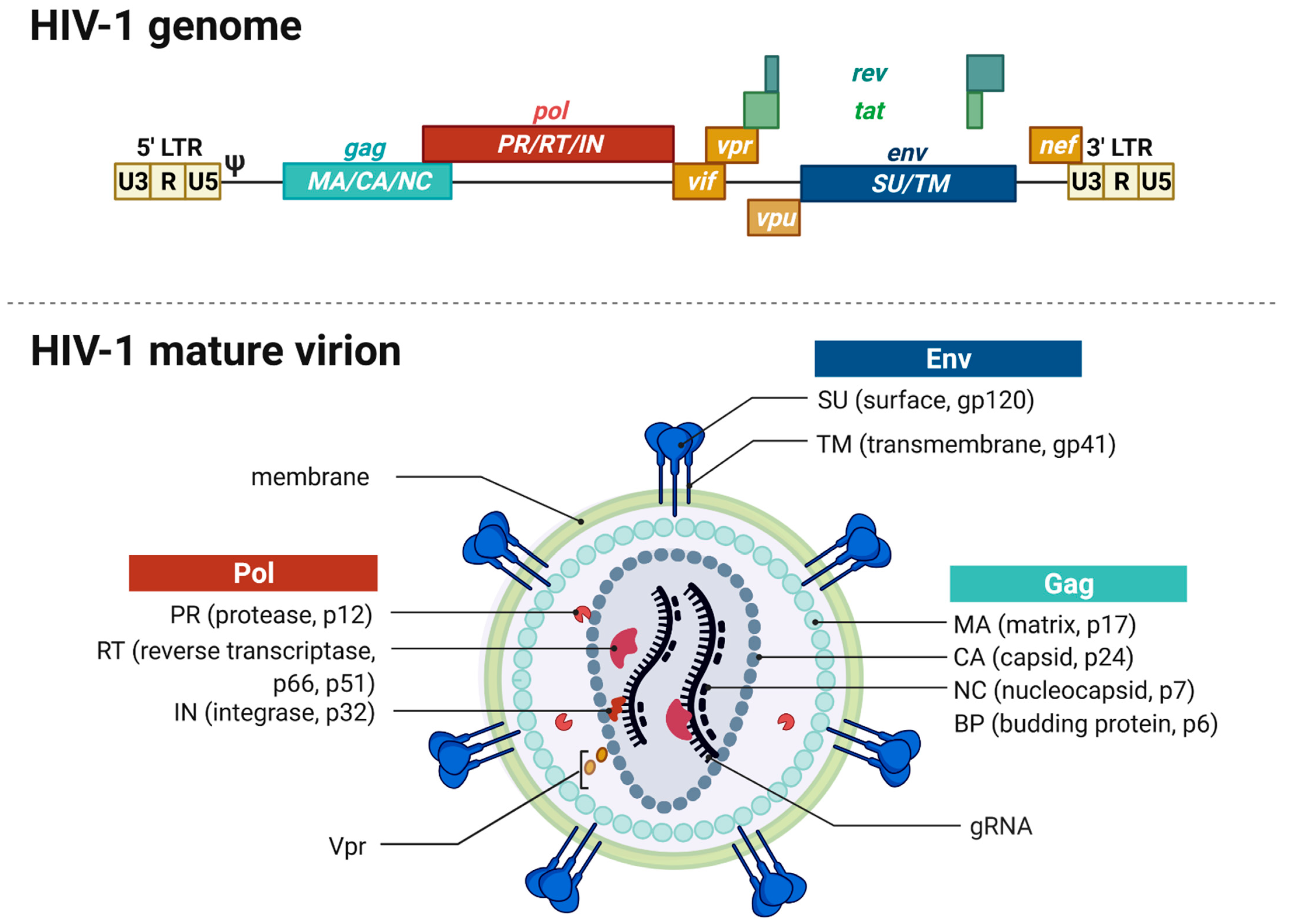 aids virus diagram