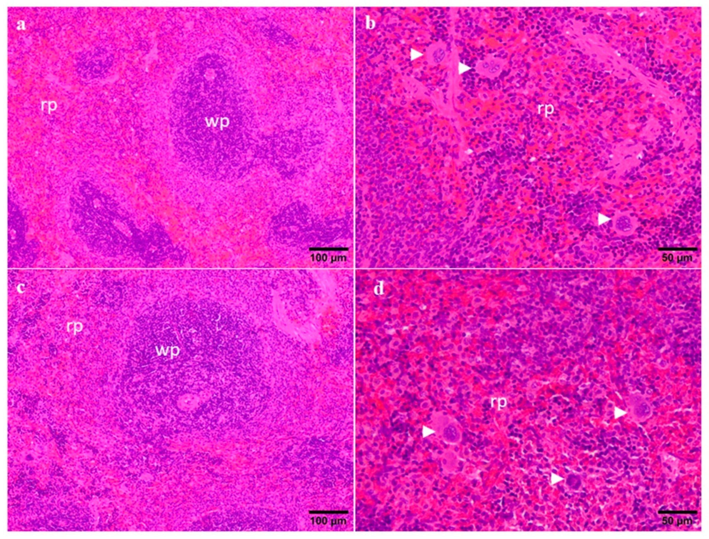 Toxins 14 00144 g004