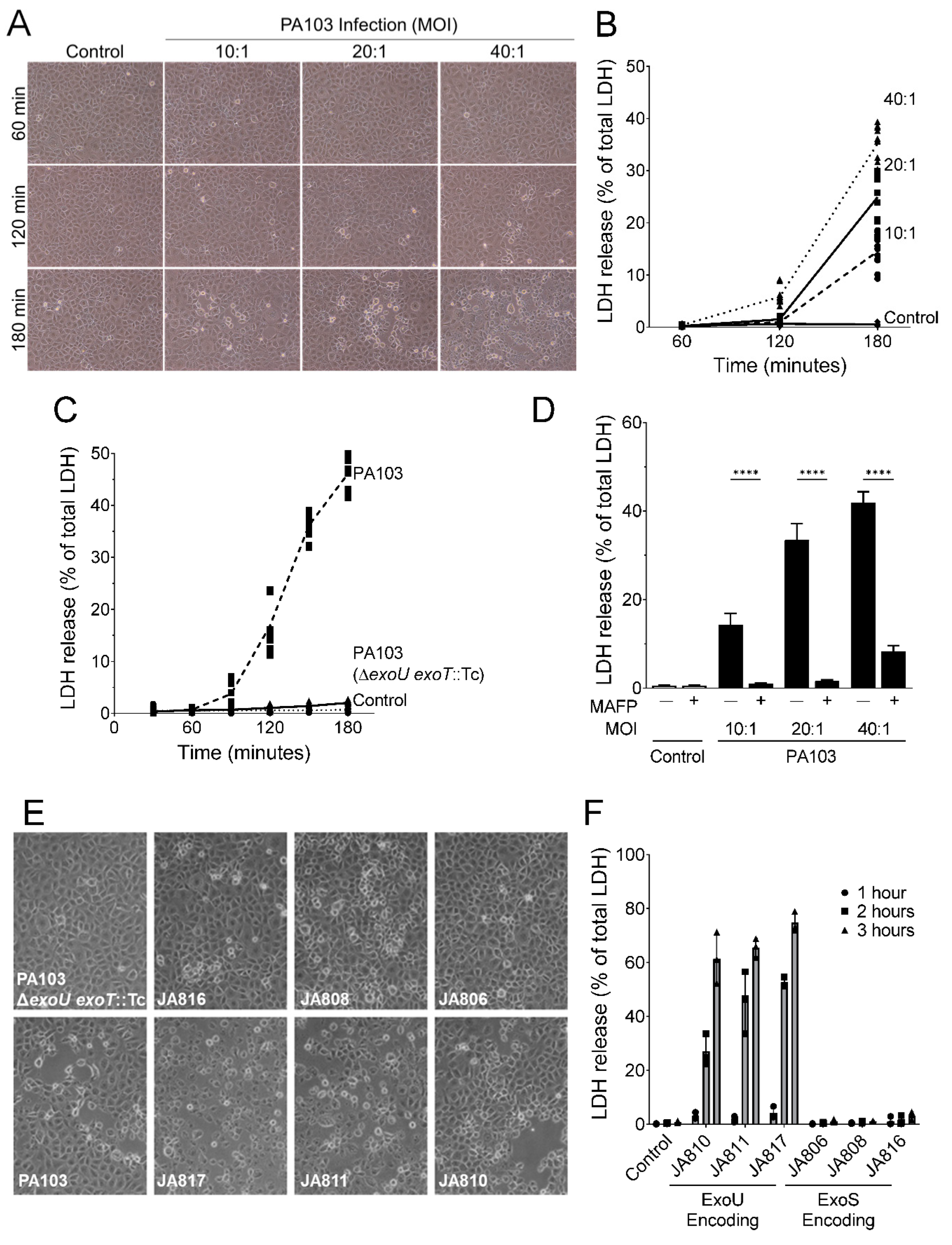 Toxins | Free Full-Text | ExoU Induces Lung Endothelial Cell ...