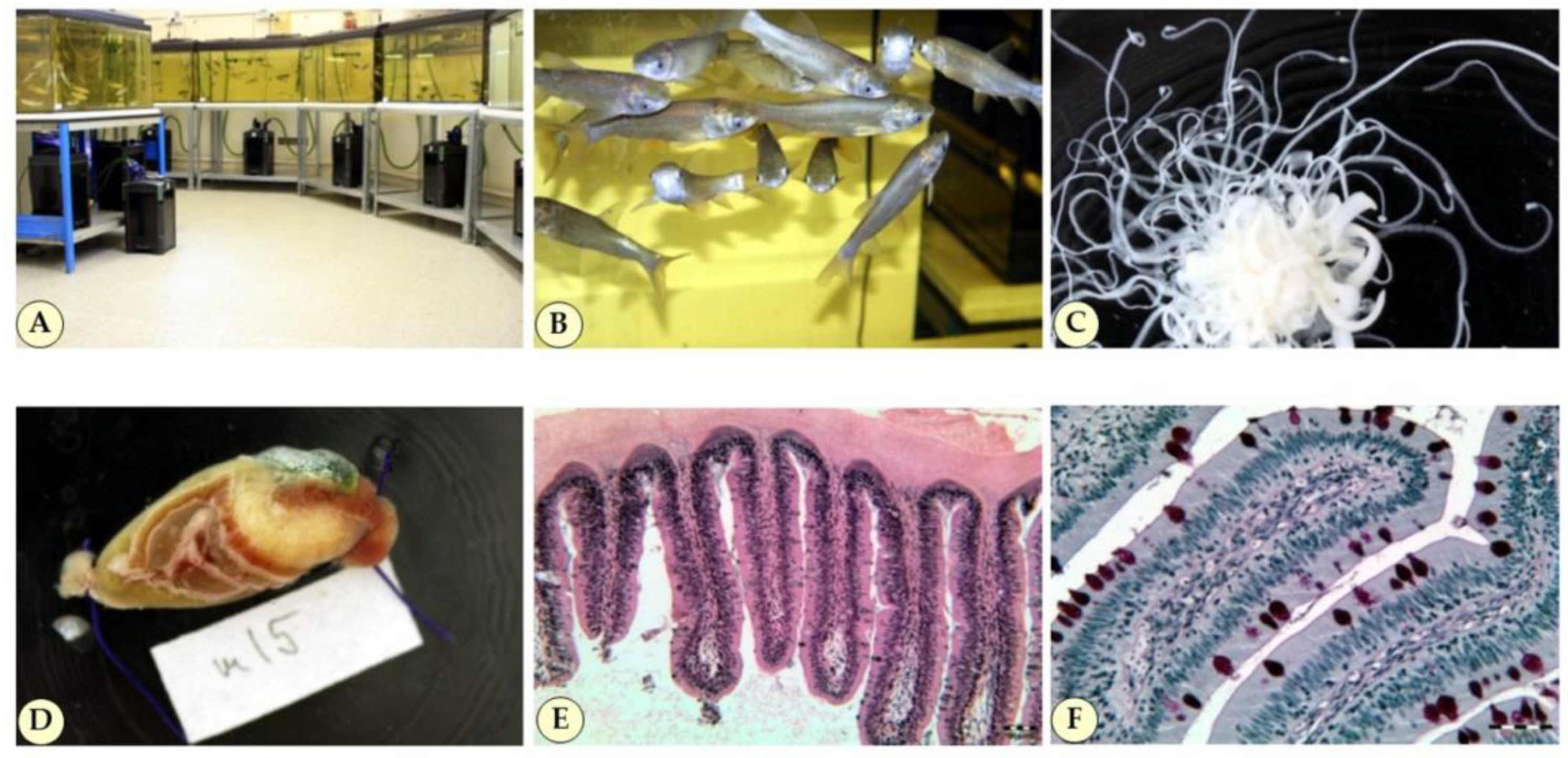 Toxins 14 00153 g005