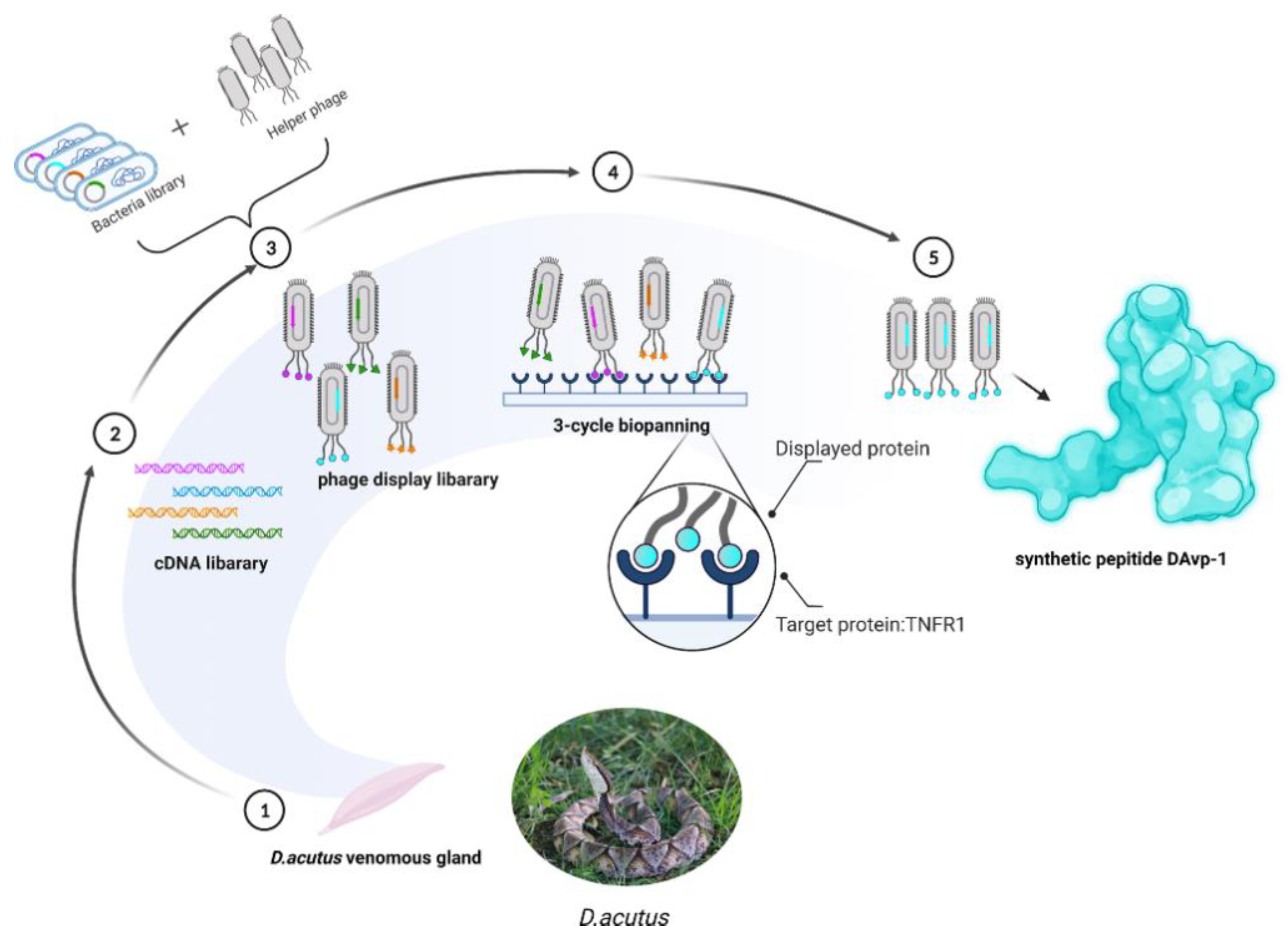 Toxins 14 00155 g005