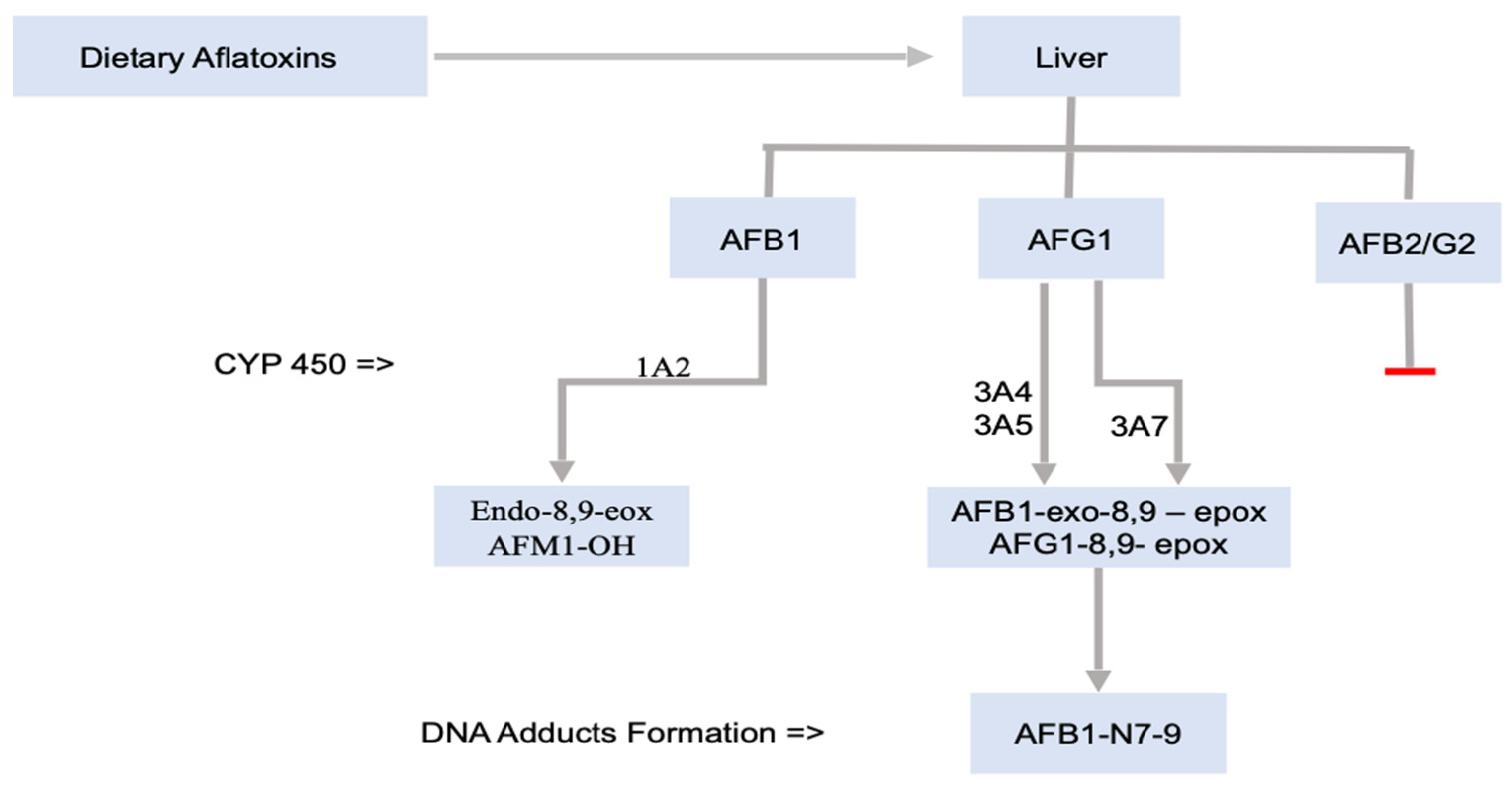 Toxins Free Full-Text Mycotoxinsandrsquo; Toxicological Mechanisms Involving Humans, Livestock and Their Associated Health Concerns A Review