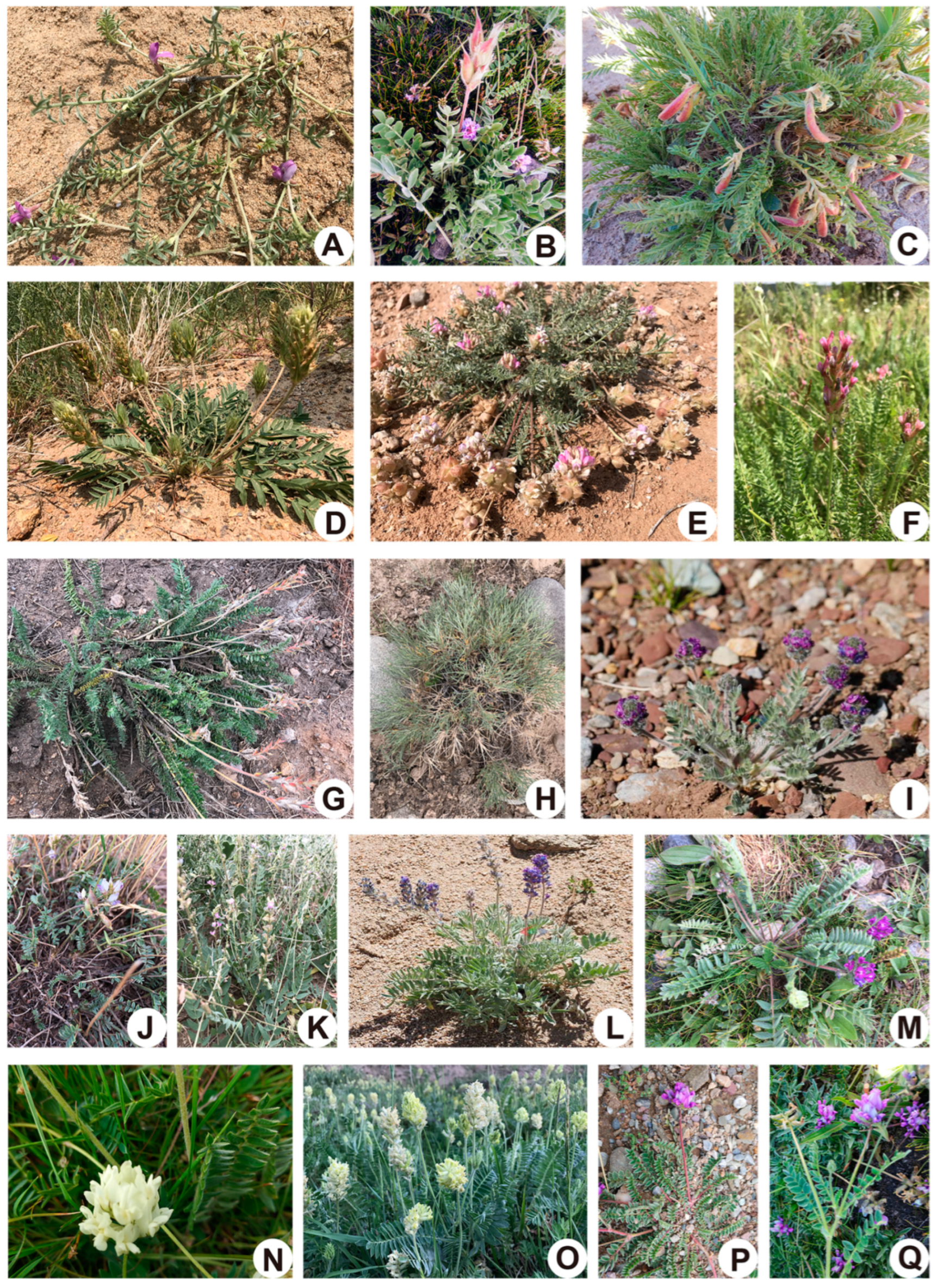 Toxins 14 00181 g005