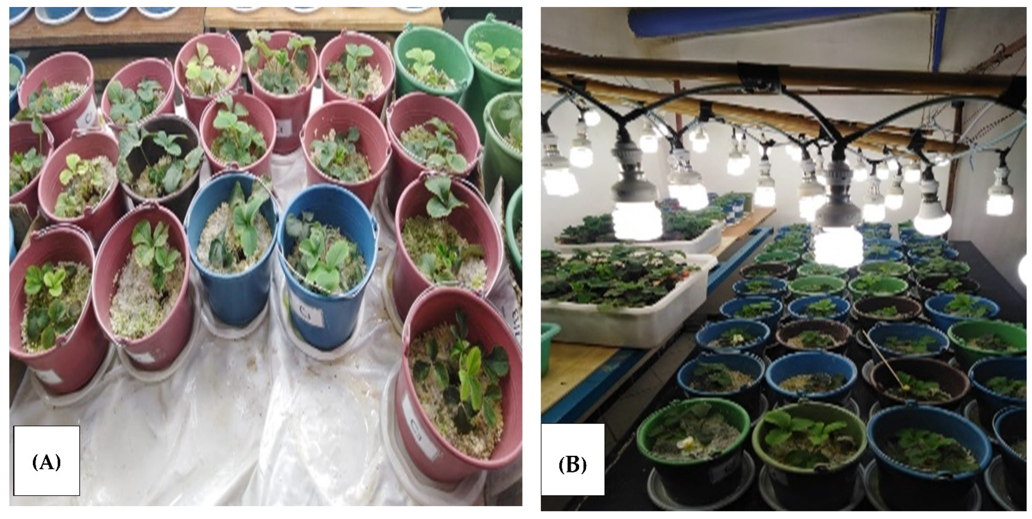 Toxins 14 00198 g010 550