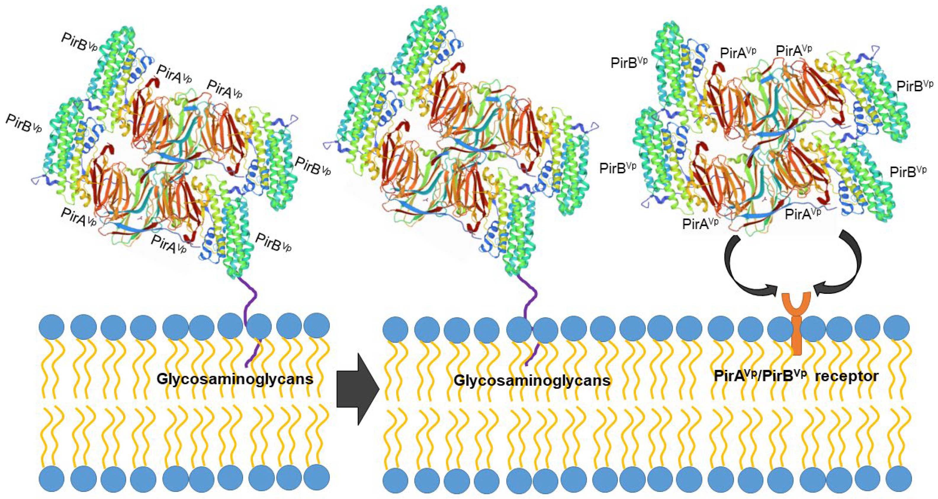 Toxins 14 00243 g003 550