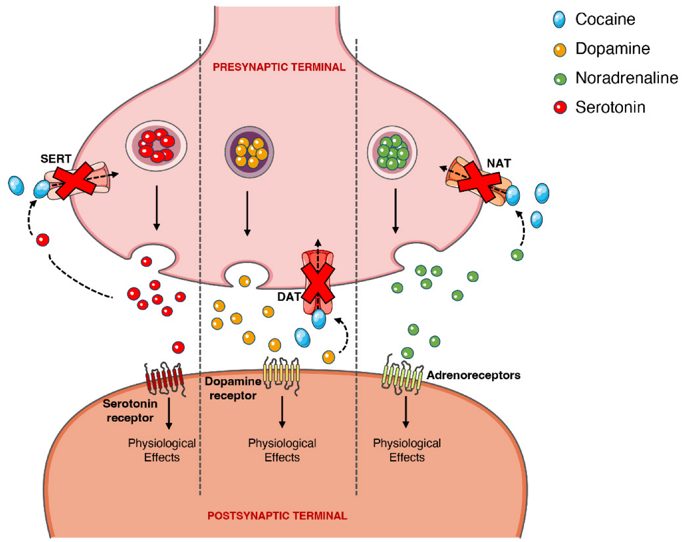 toxins-14-00278-g004.png