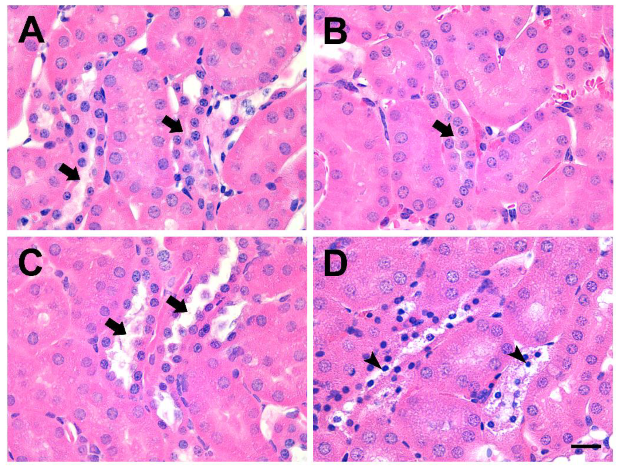 Toxins 14 00288 g001