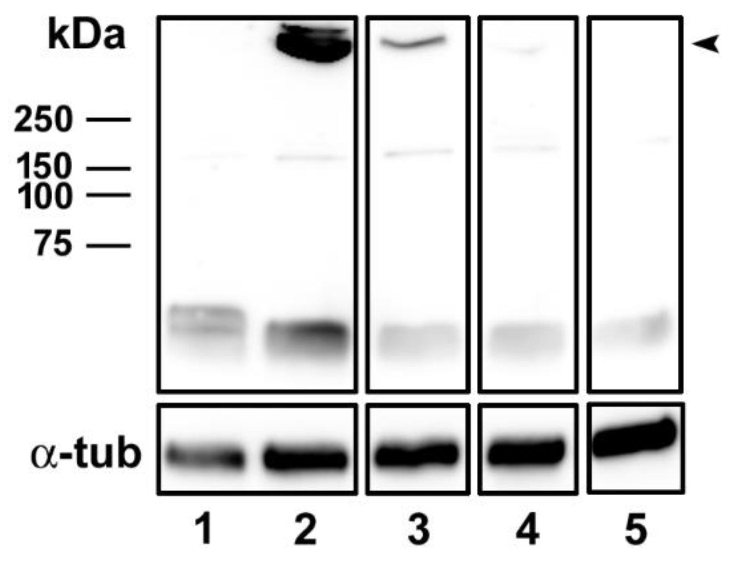 Toxins 14 00288 g004
