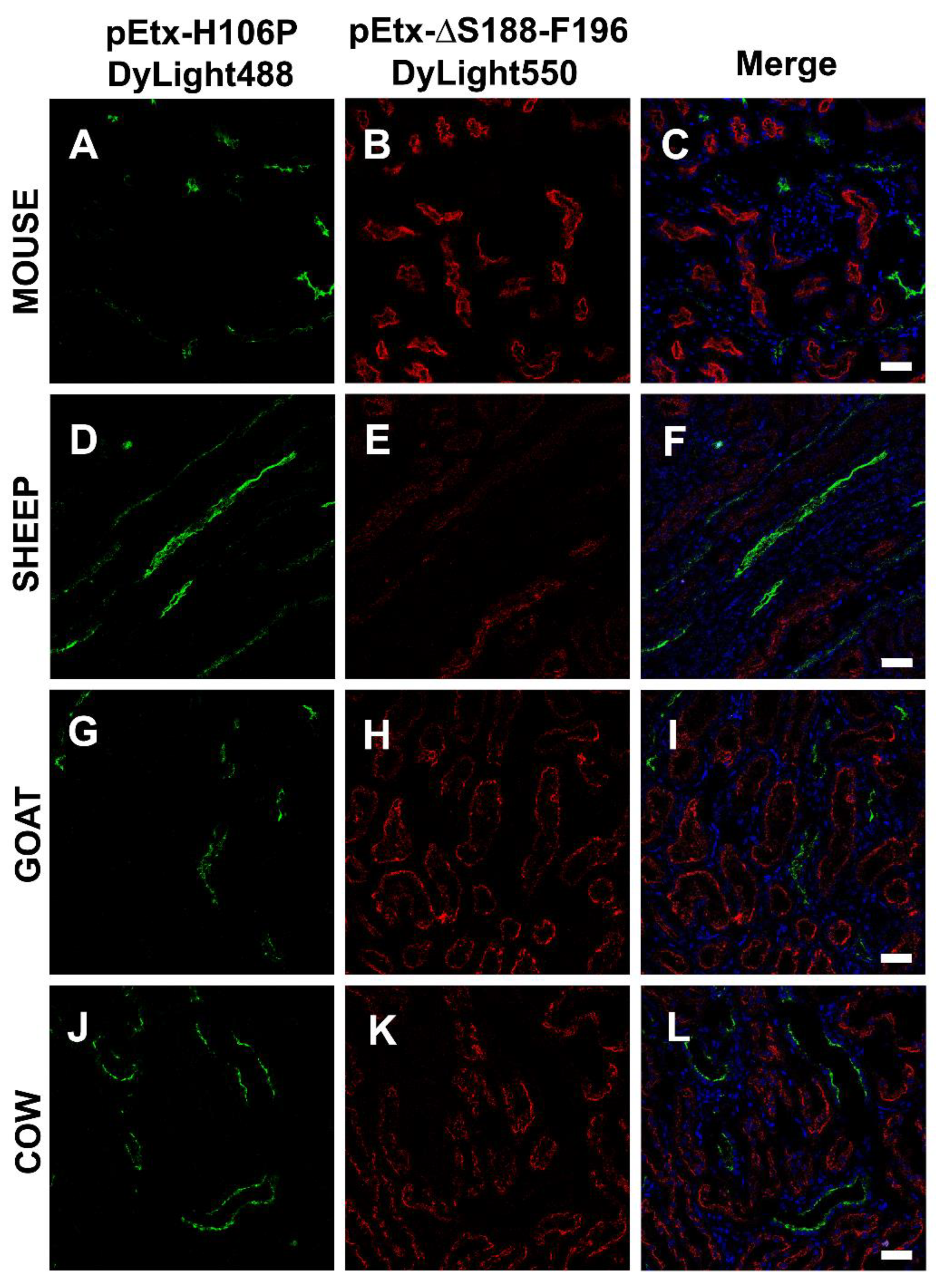 Toxins 14 00288 g006