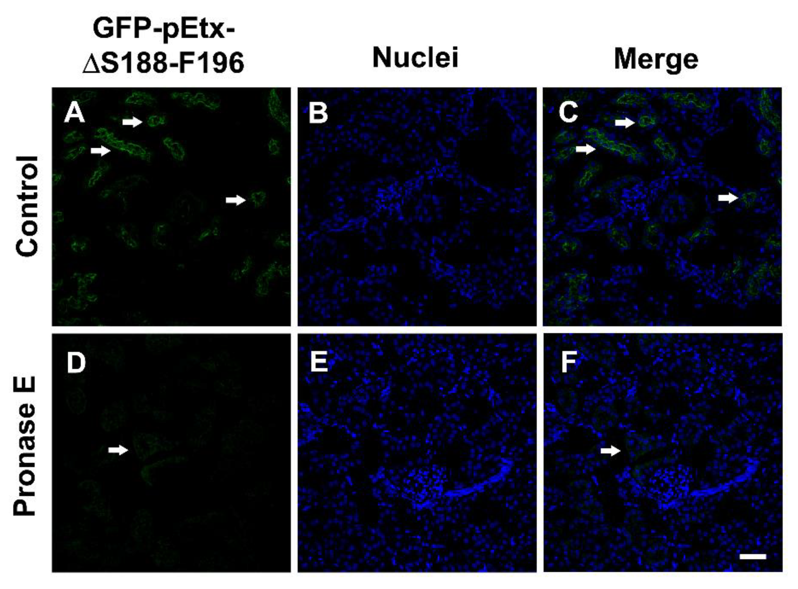 Toxins 14 00288 g007
