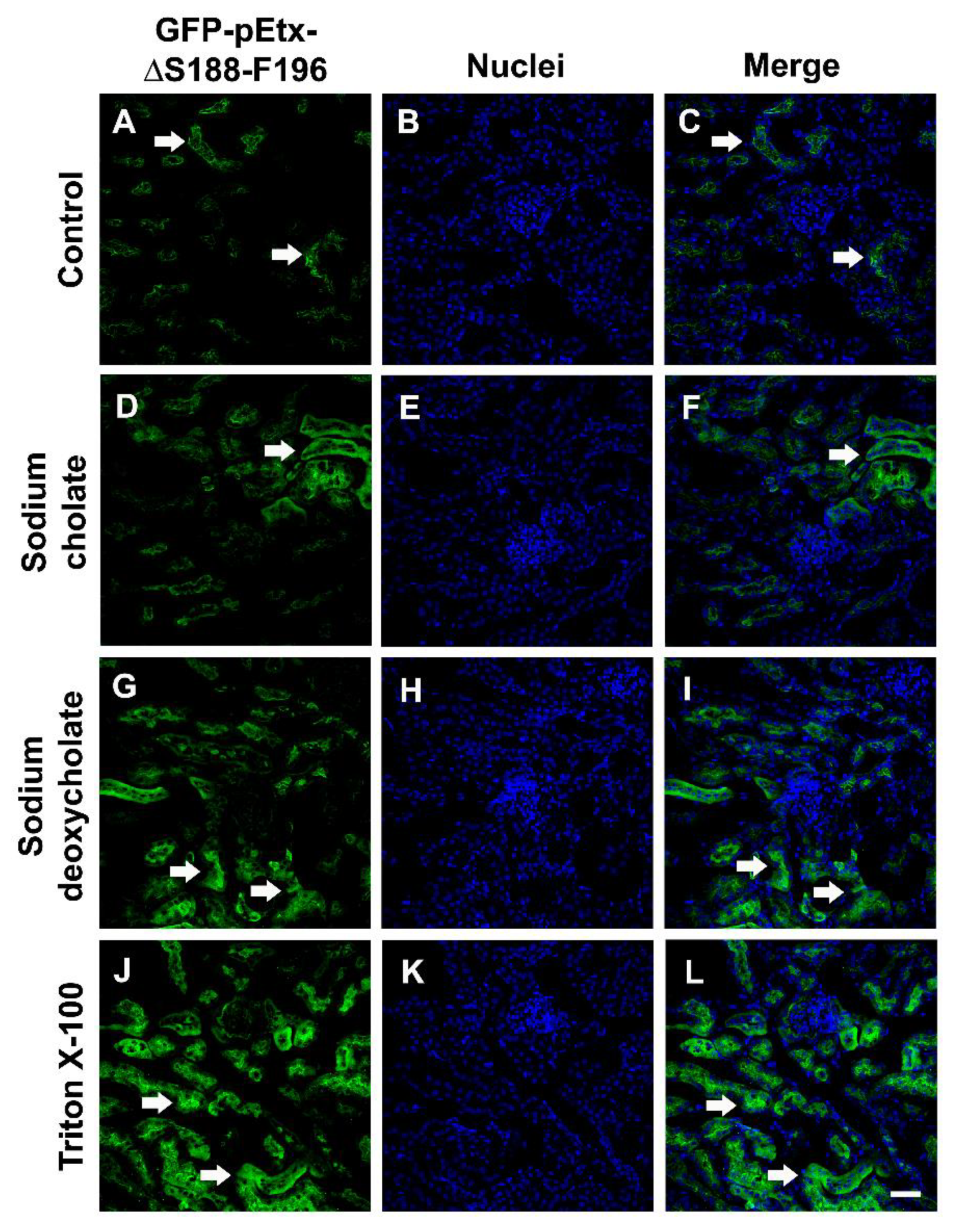 Toxins 14 00288 g008
