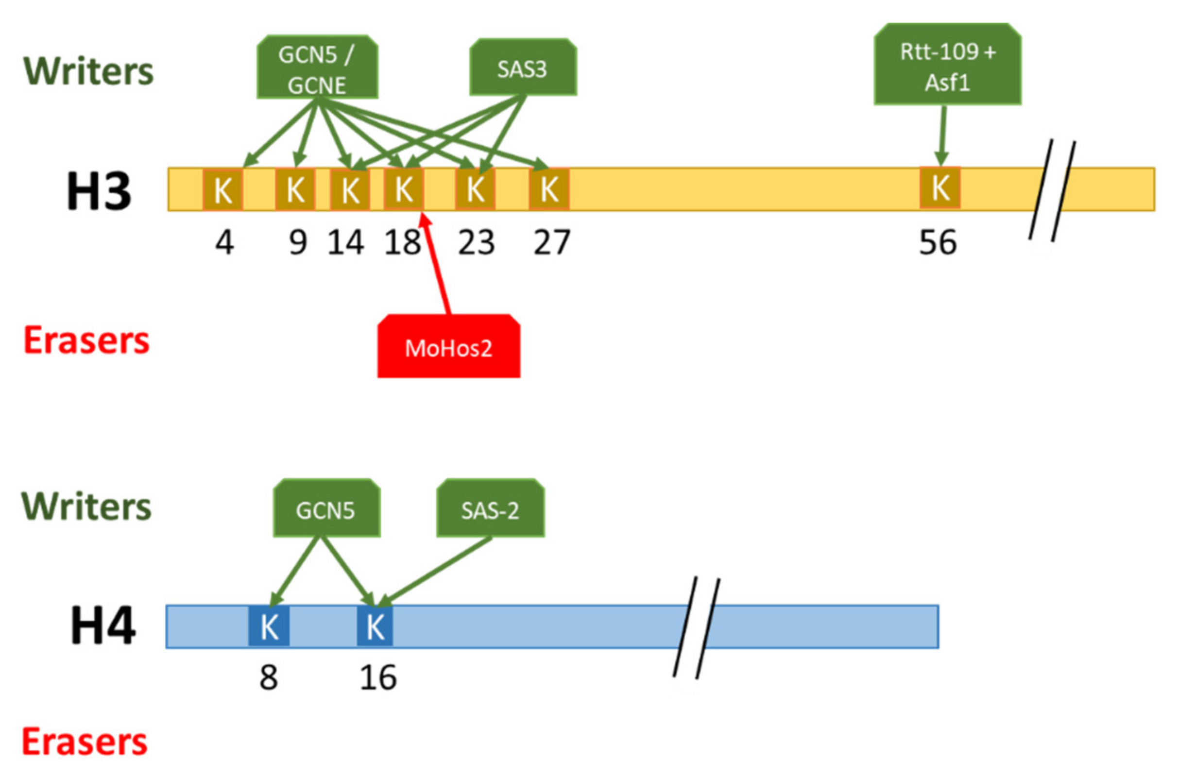 Post-Translational Modifications of Histones Are Versatile