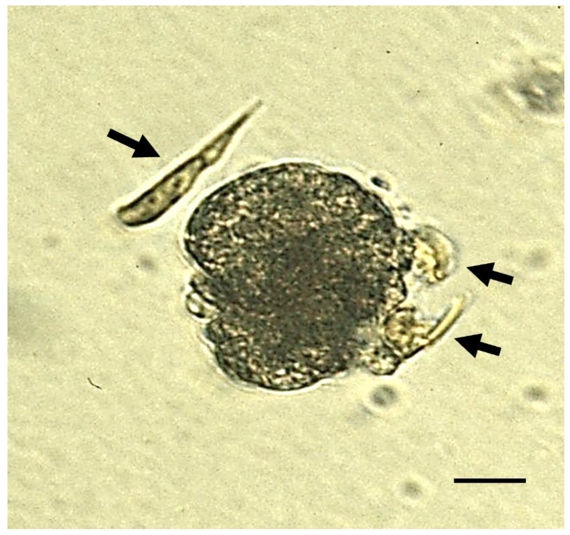 Toxins 14 00341 g004