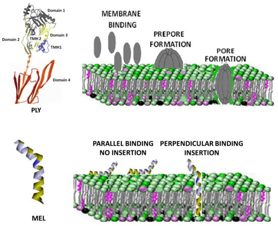 Membrane binding of pore-forming γ-hemolysin components studied at  different lipid compositions - ScienceDirect
