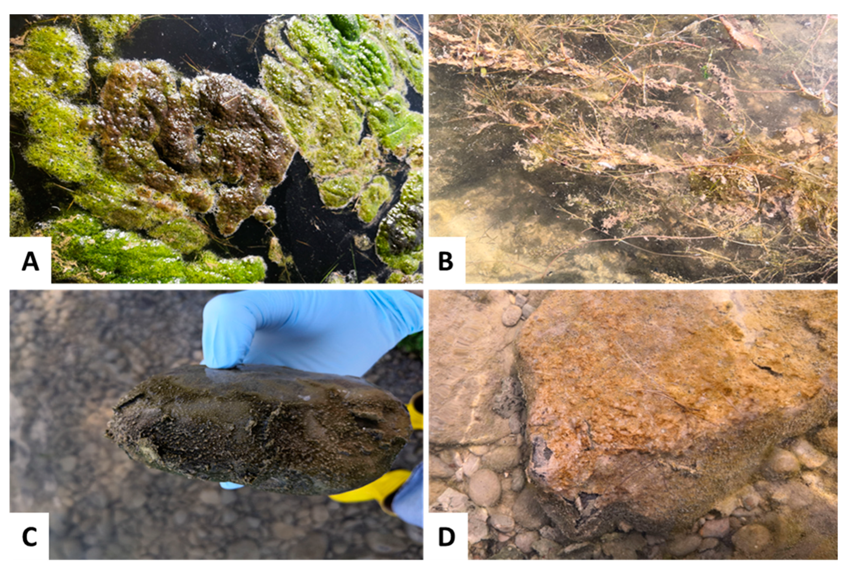 Toxins 14 00357 g004 550