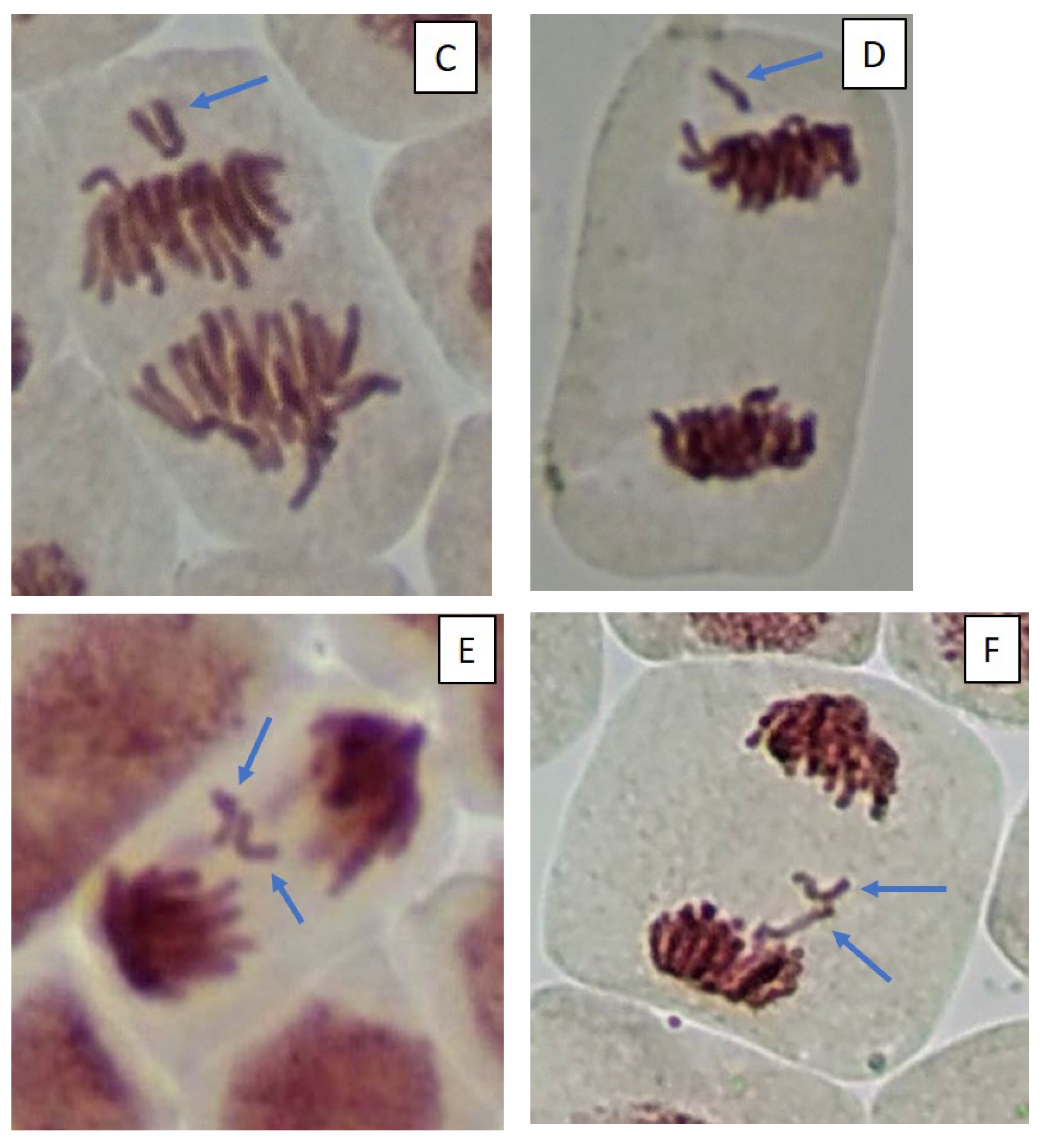 Toxins 14 00359 g005b