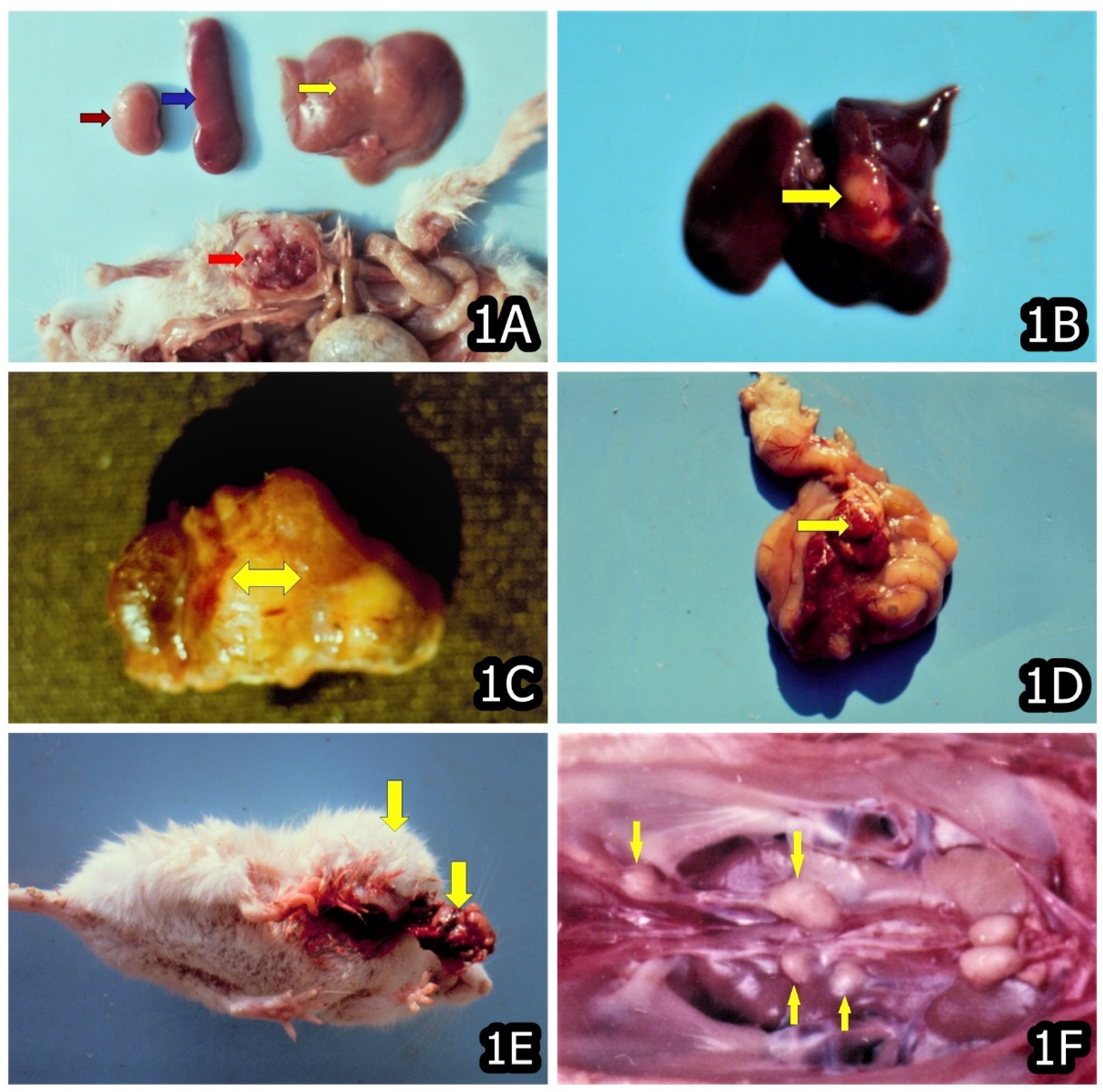 Toxins 14 00380 g001 550