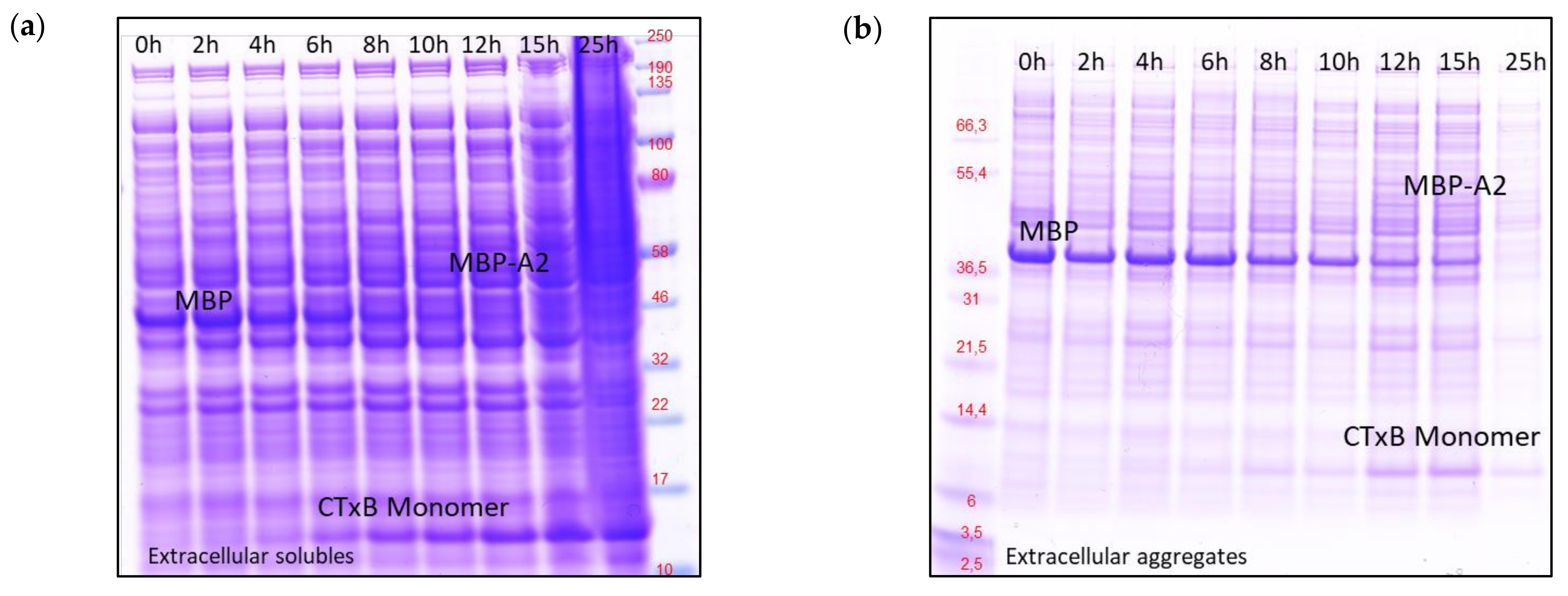 Toxins 14 00396 g006