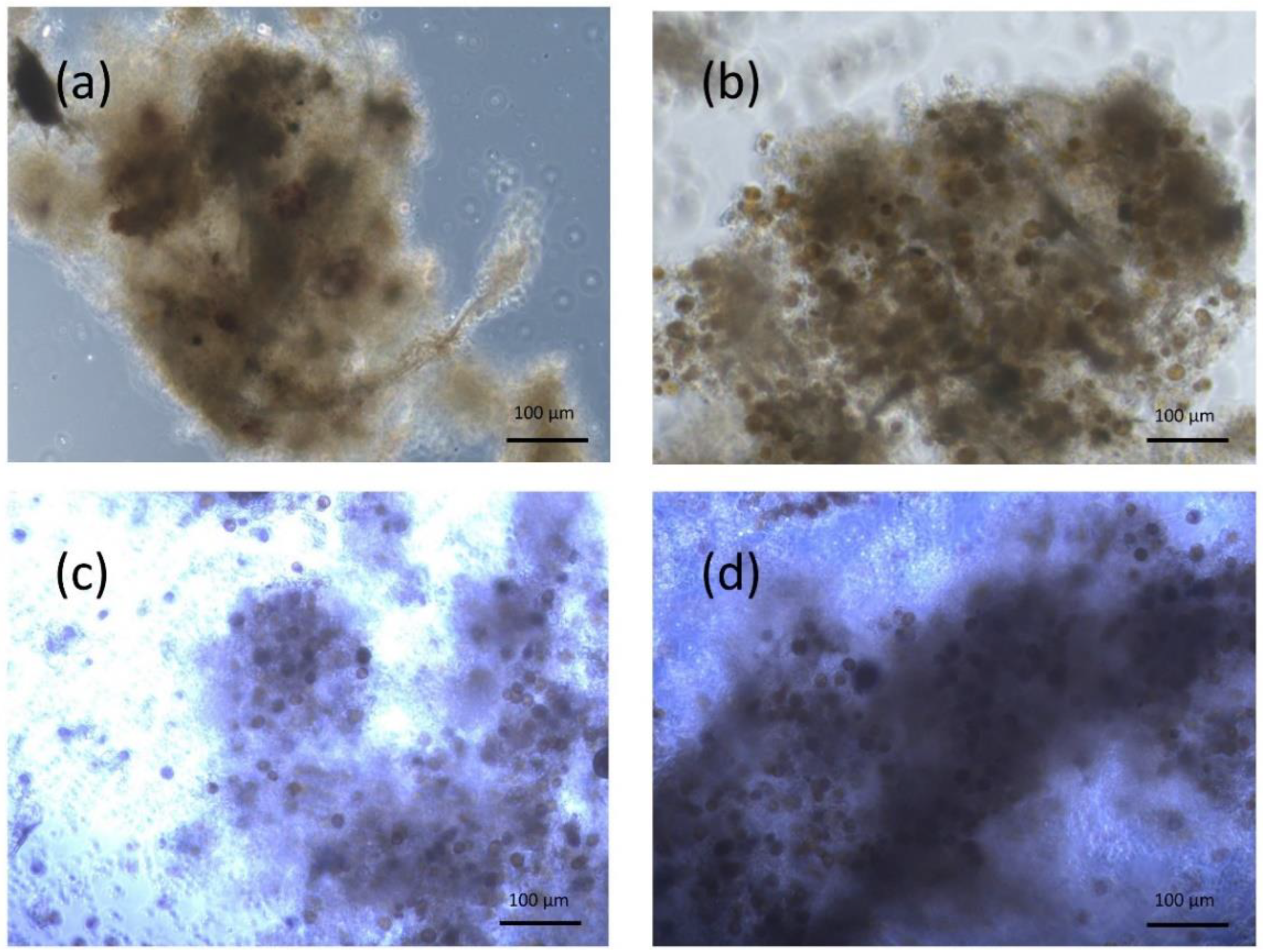 Toxins 14 00401 g001