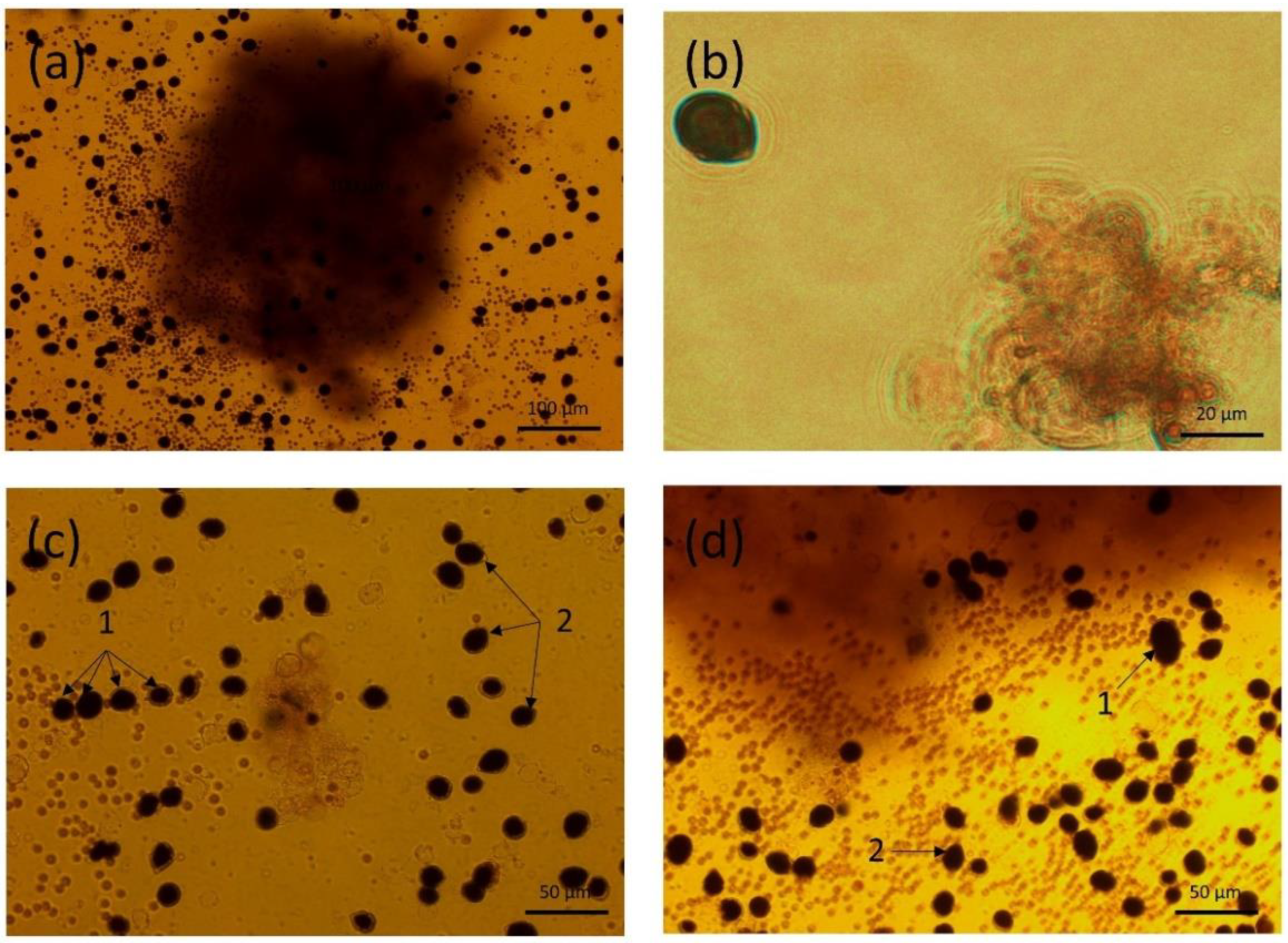 Toxins 14 00401 g006