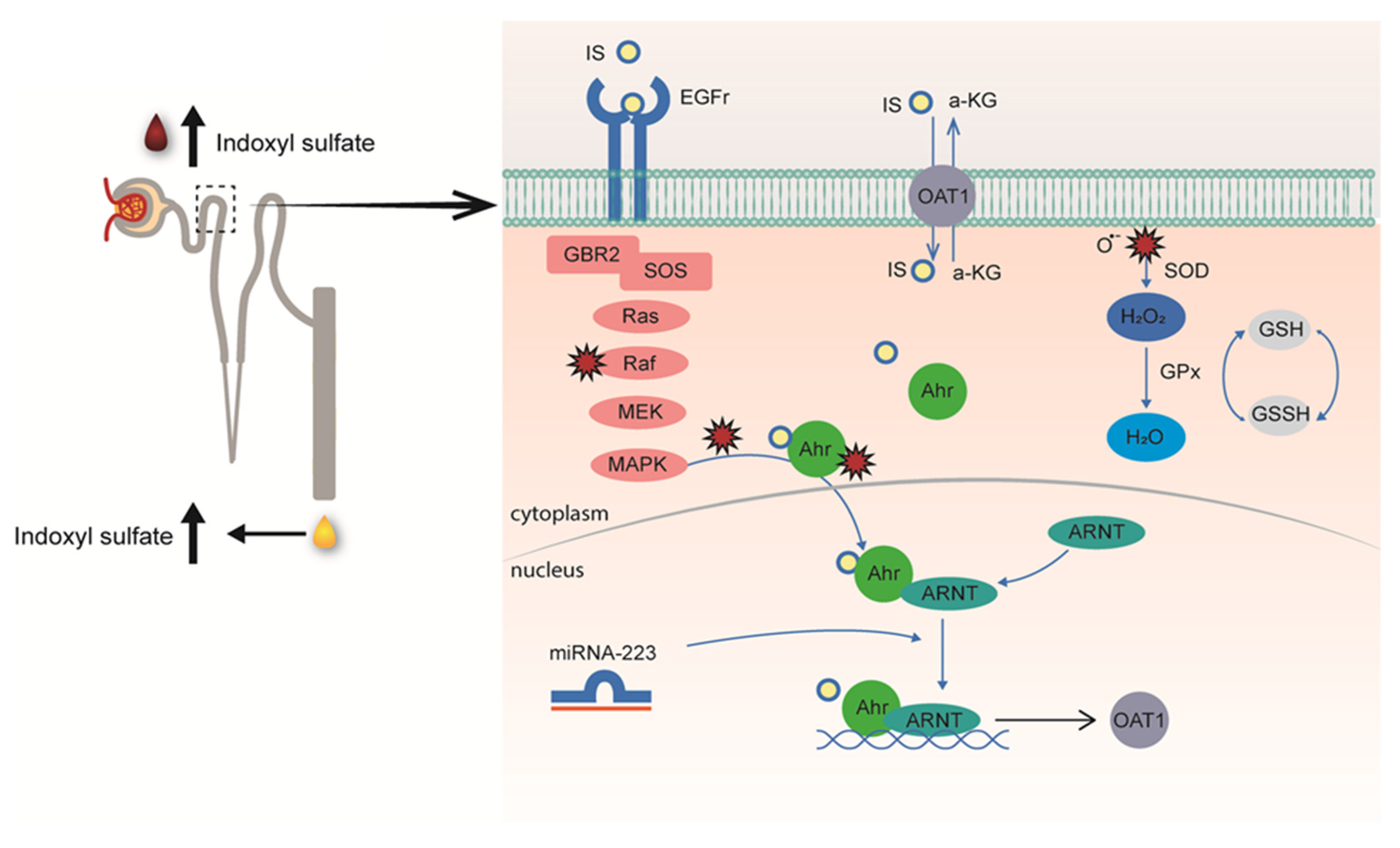 Toxins 14 00402 g002