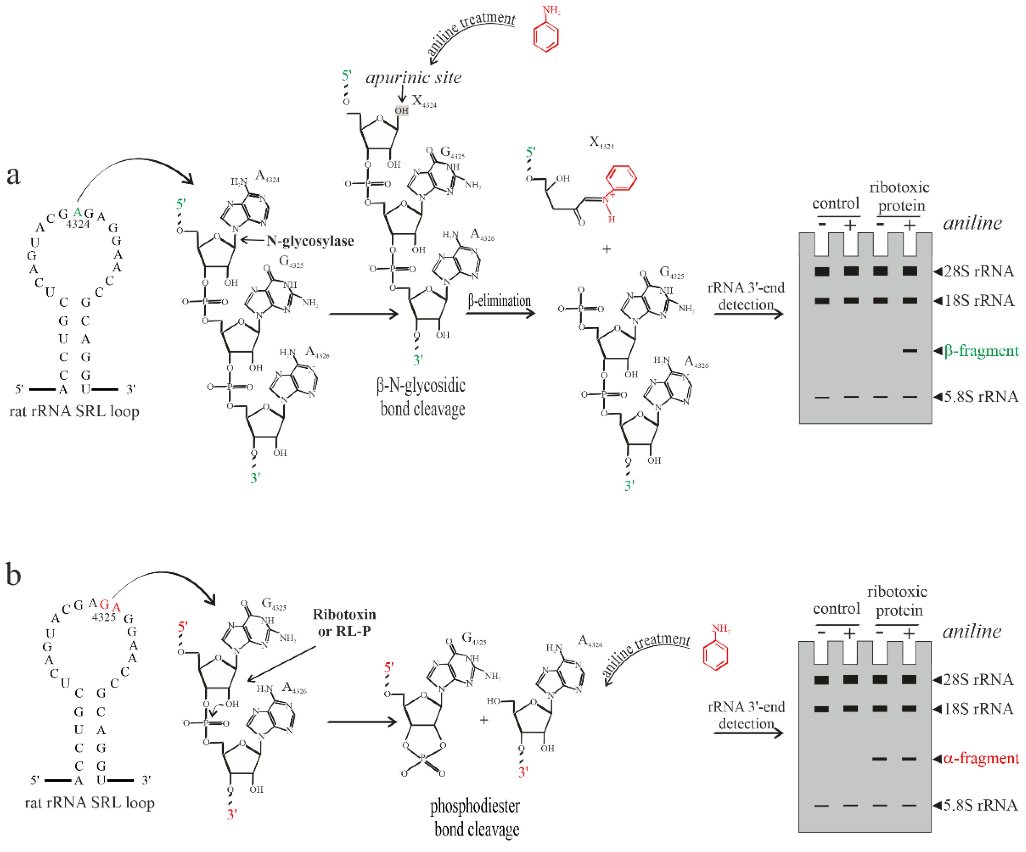 Toxins 14 00403 g002 550