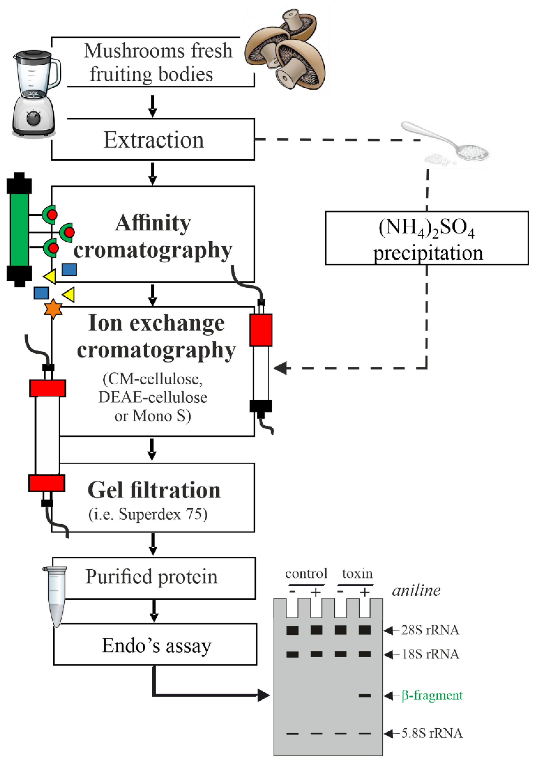 Toxins 14 00403 g003 550