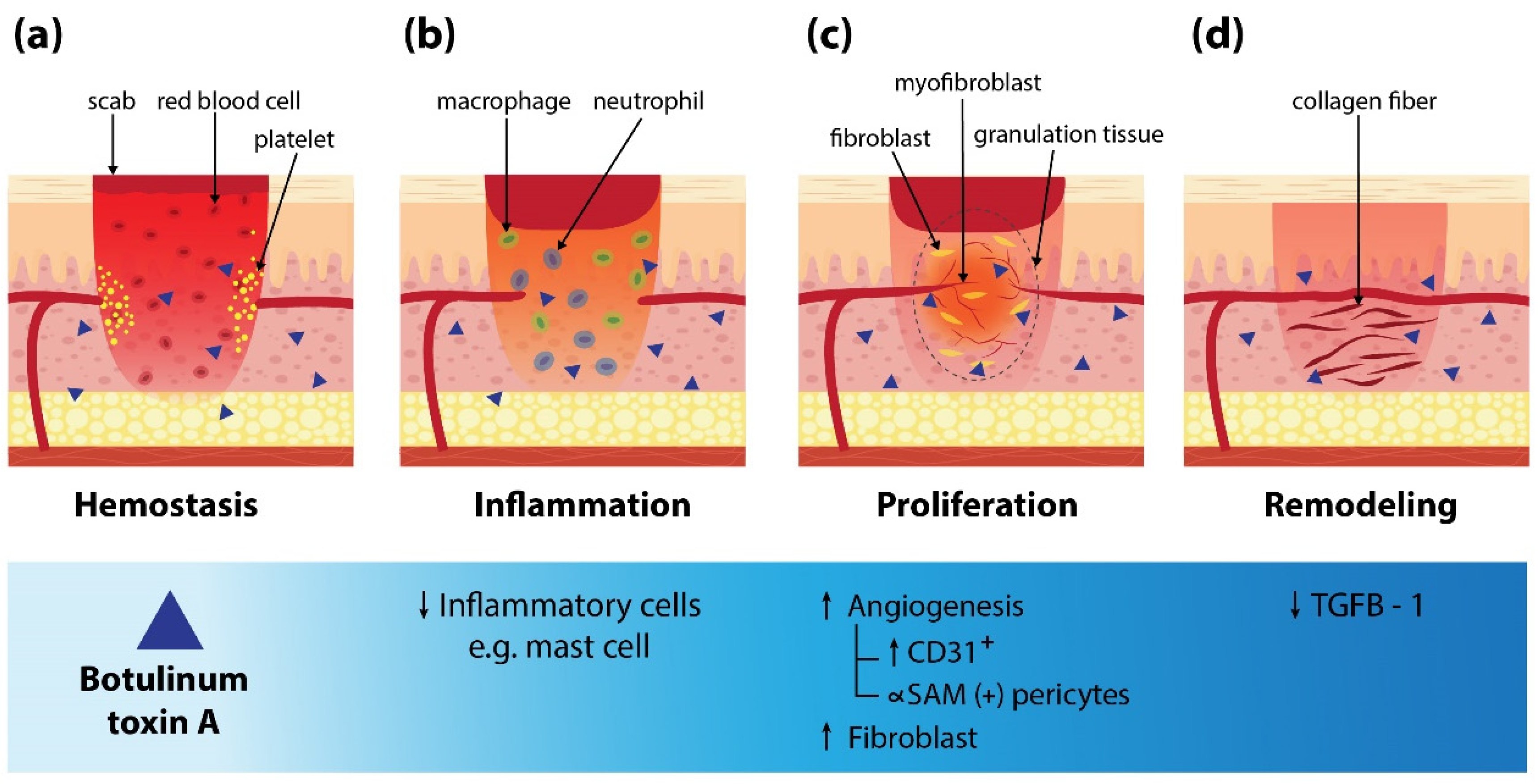 Toxins 14 00406 g001 Toxins 14 00406 g001
