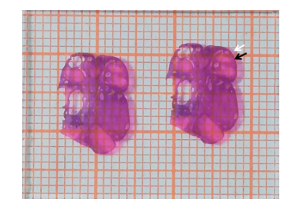 Toxins 14 00413 g002 550