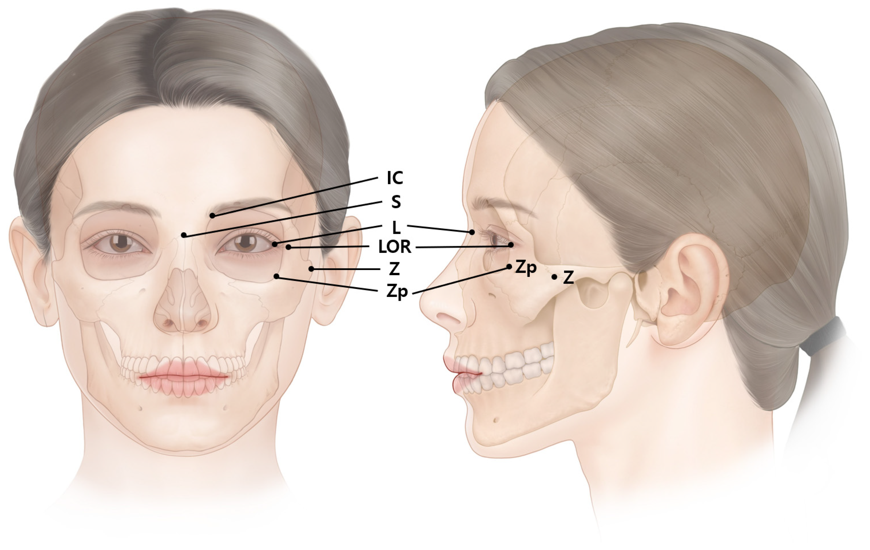 Toxins 14 00462 g002