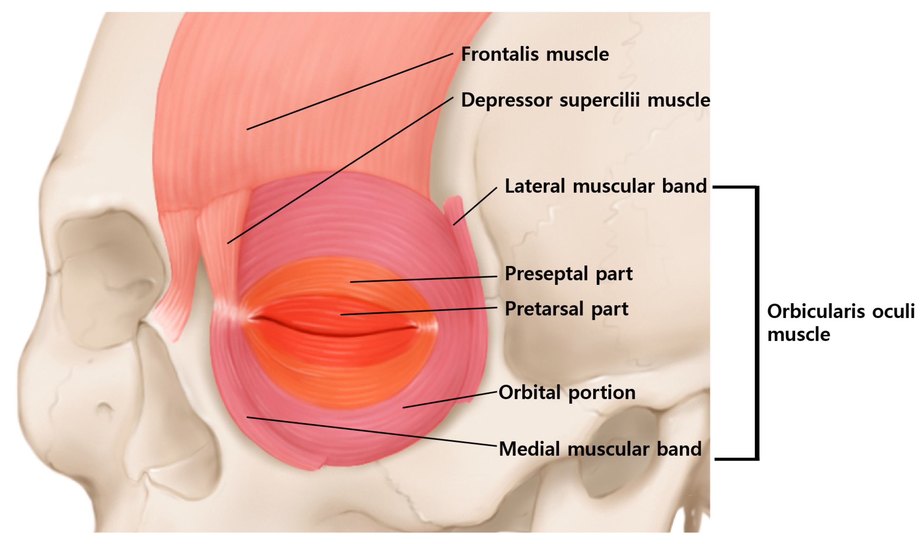 Toxins 14 00462 g003