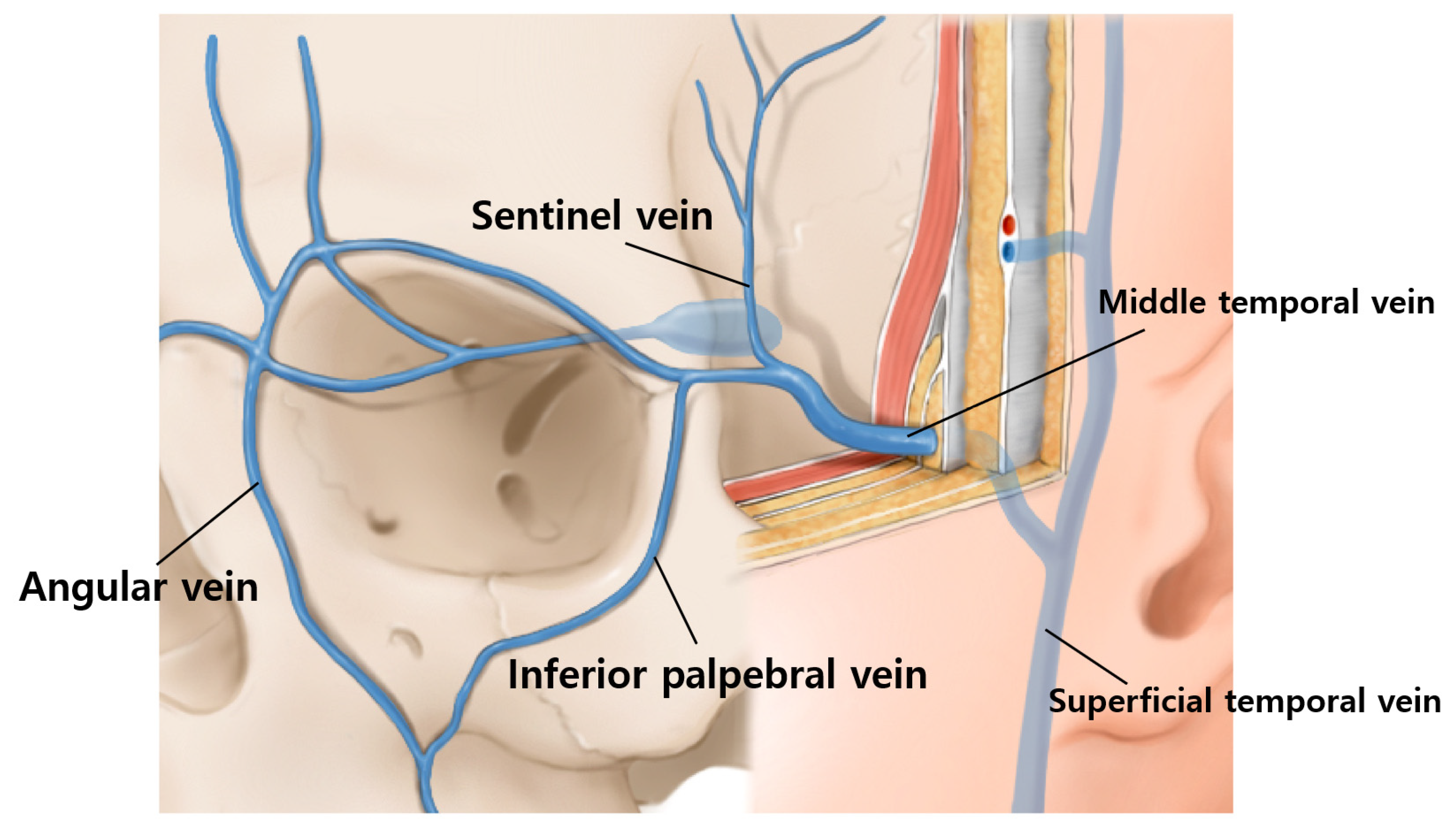 Toxins 14 00462 g007