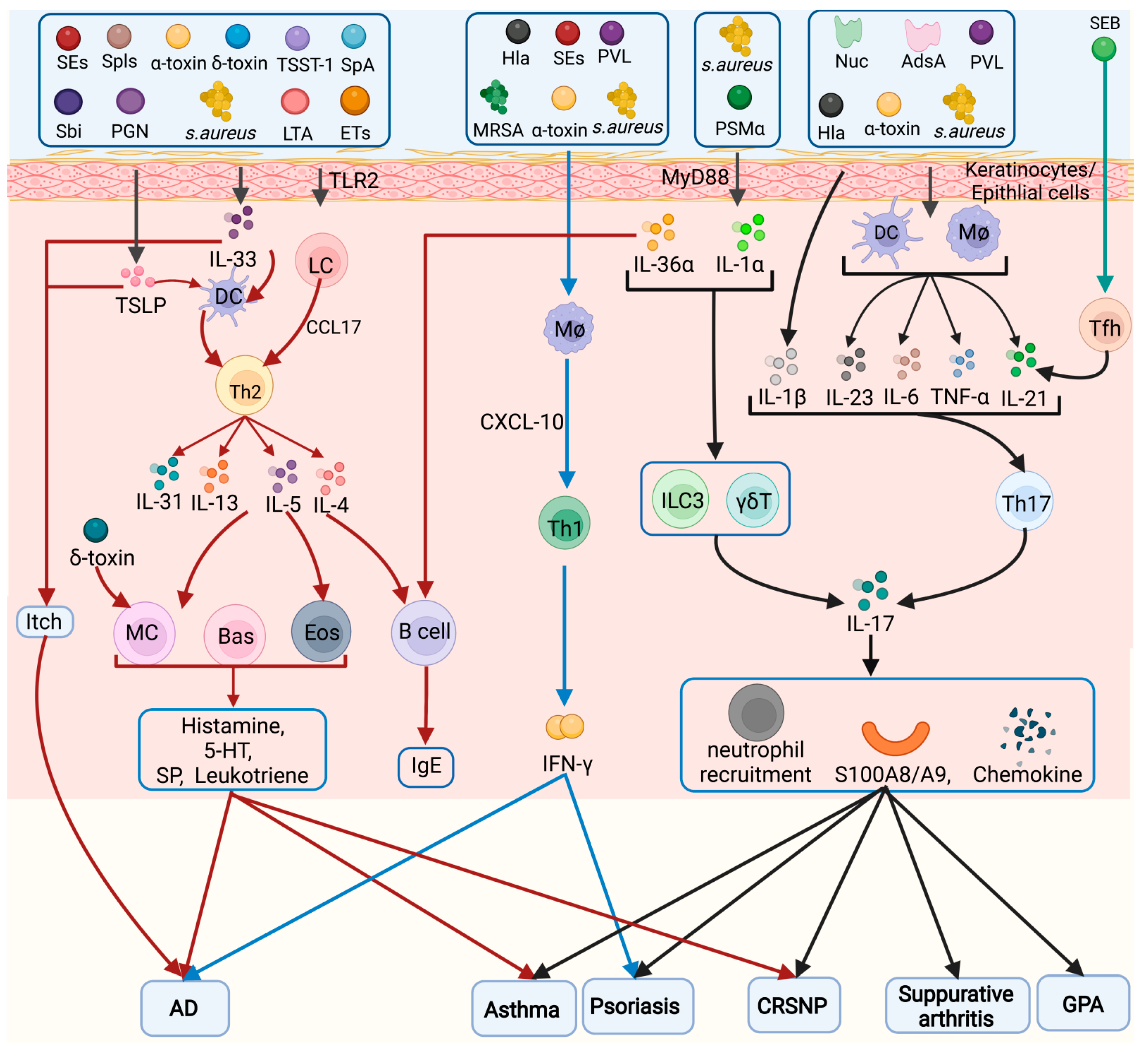 Staphylococcus Aureus, Pathology, Microbiology