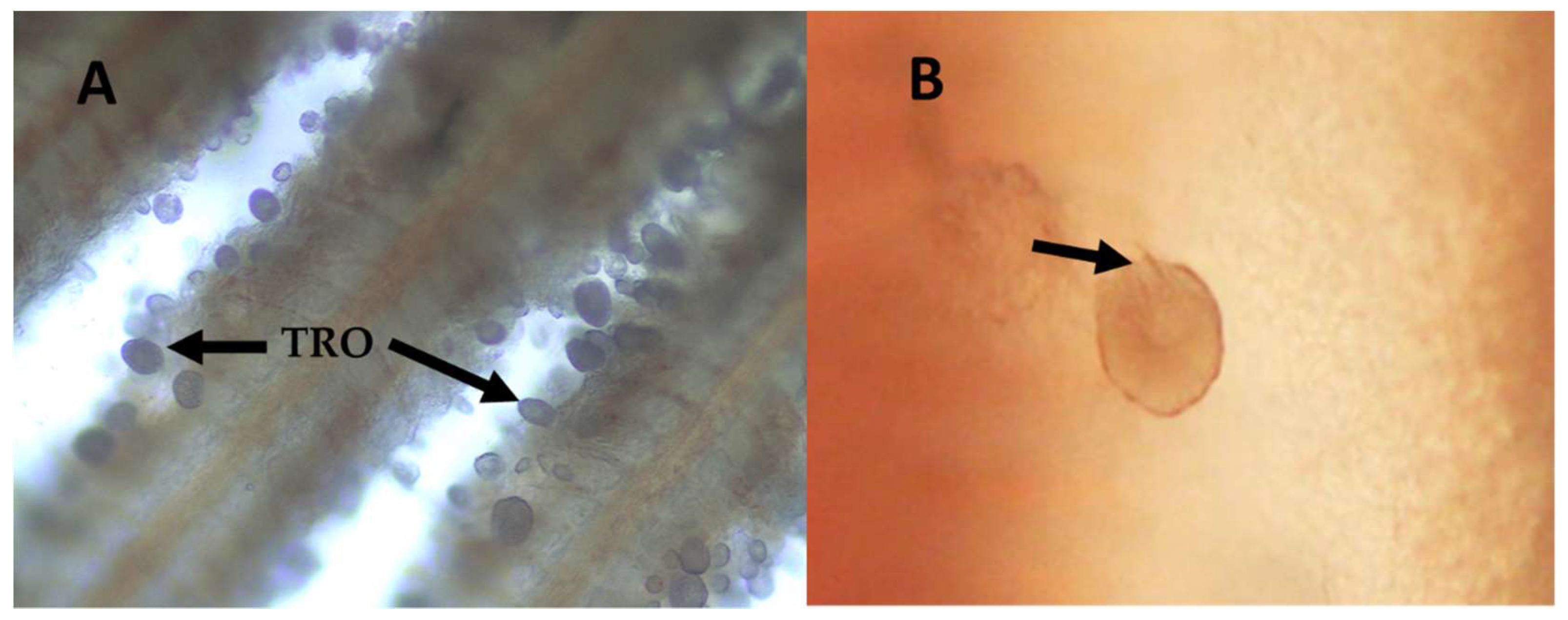 Toxins 14 00467 g002 Toxins 14 00467 g002