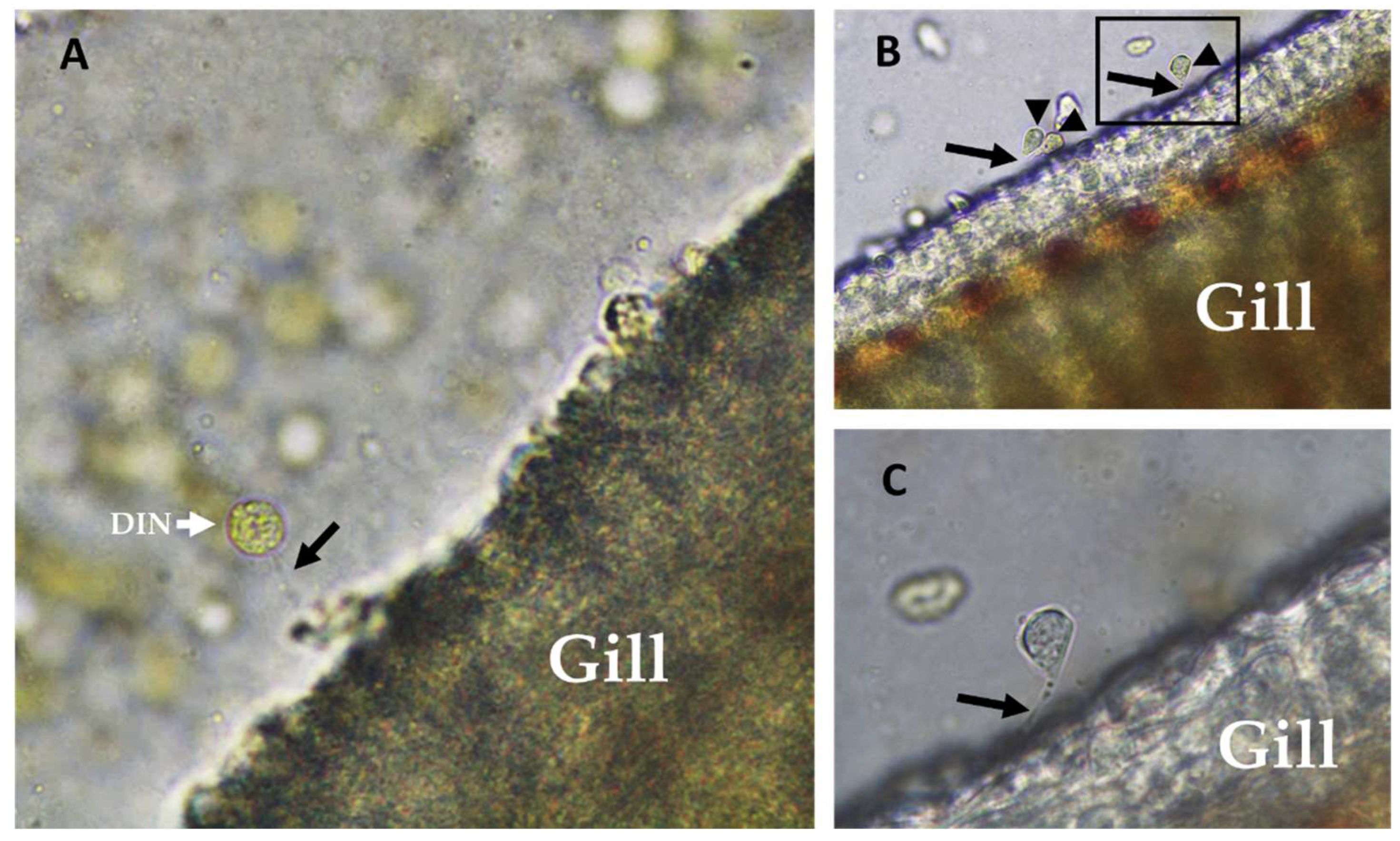 Toxins 14 00467 g003 Toxins 14 00467 g003