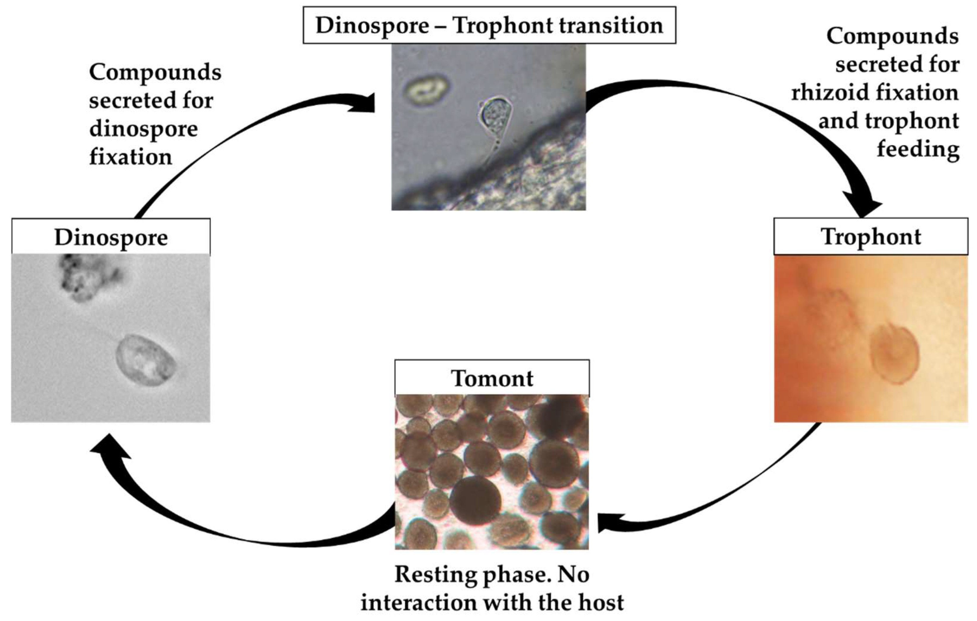 Toxins 14 00467 g006 Toxins 14 00467 g006