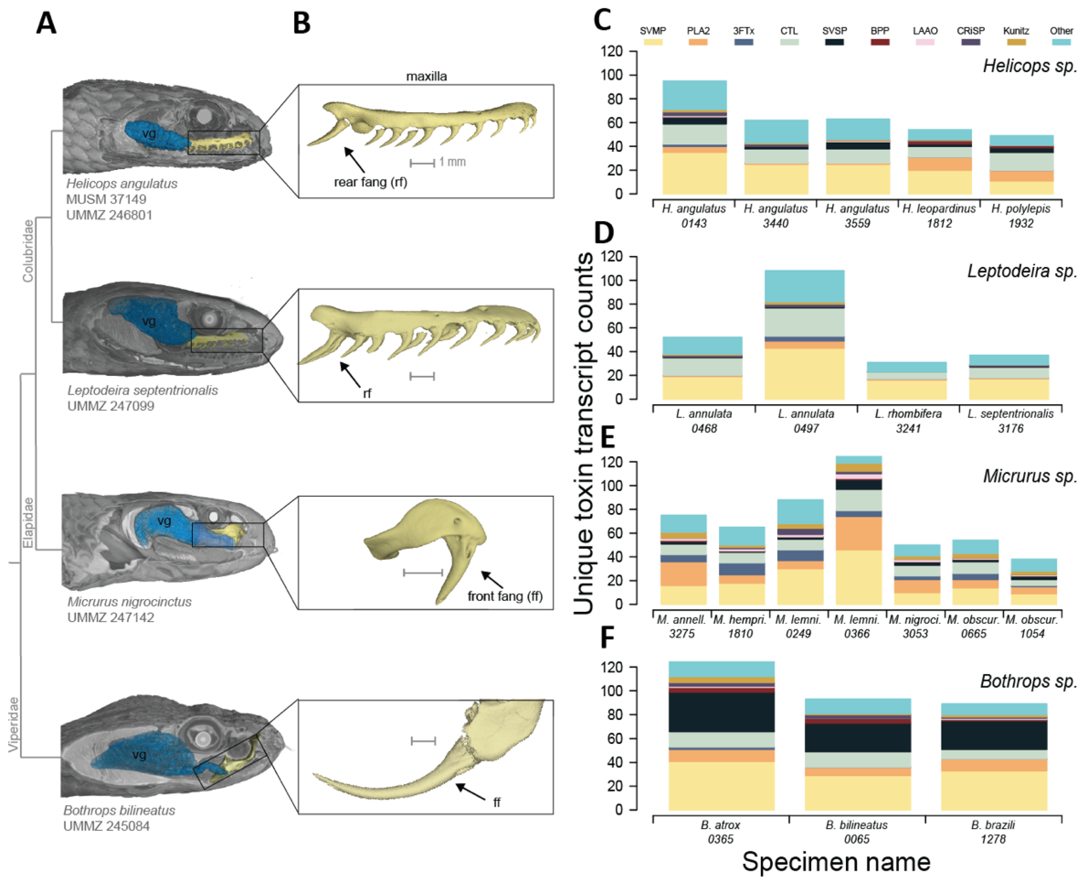 Toxins 14 00489 g001 Toxins 14 00489 g001