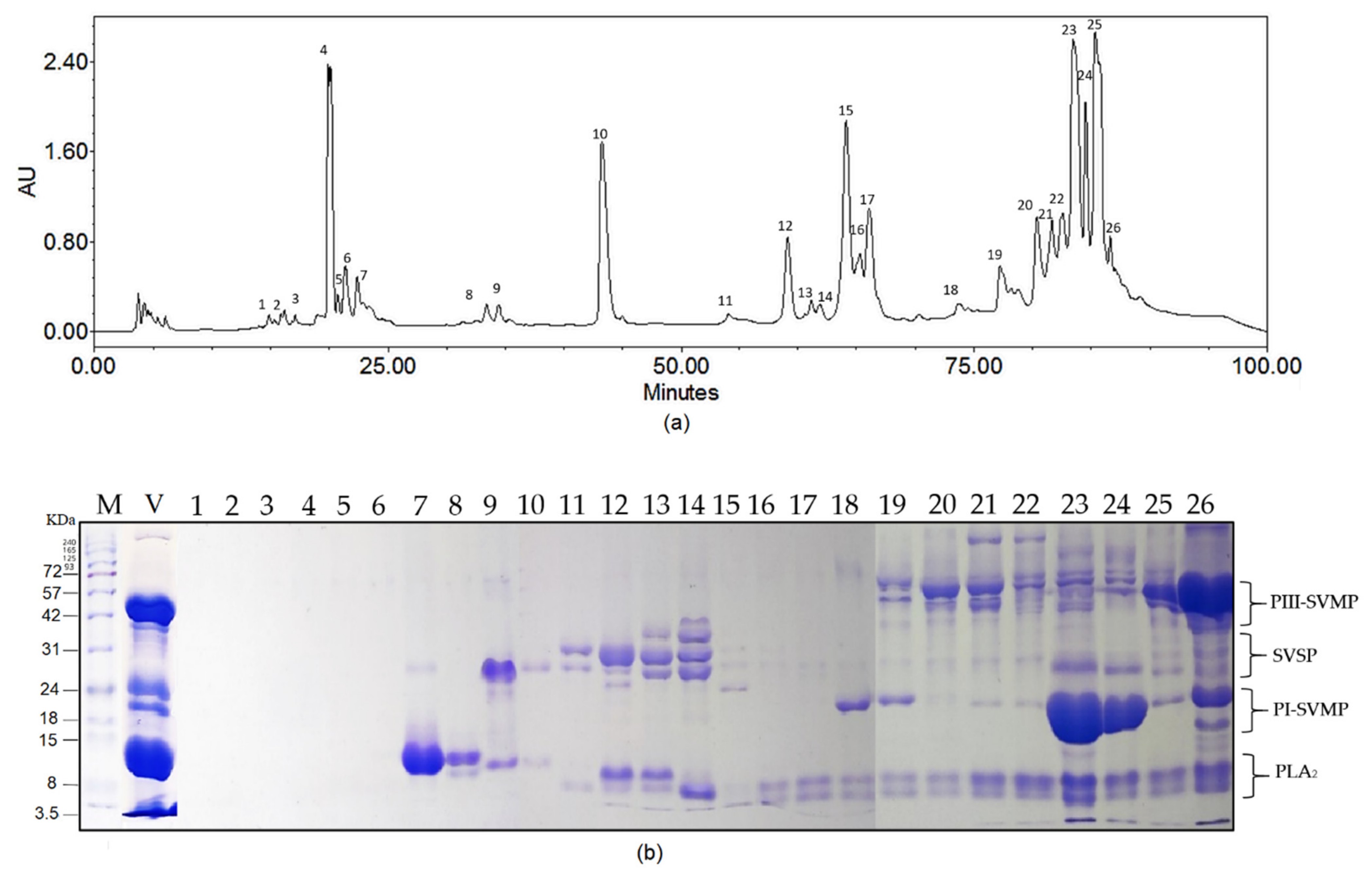 Toxins Free Full Text A First Look At The Inhibitory Potential Of Urospatha Sagittifolia Araceae Ethanolic Extract For Bothrops Atrox Snakebite Envenomation Html Toxins Free Full Text A First Look At The Inhibitory Potential Of Urospatha Sagittifolia Araceae Ethanolic Extract For Bothrops Atrox Snakebite Envenomation Html