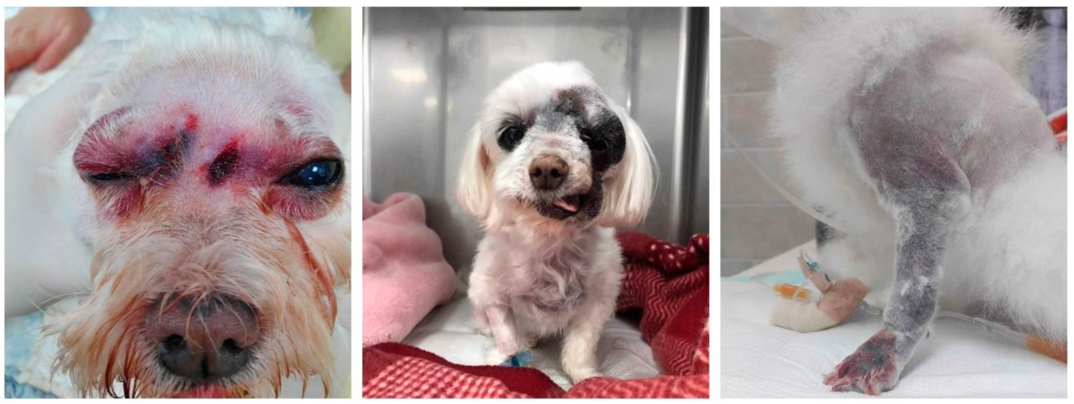 Toxins 14 00565 g002 Toxins 14 00565 g002