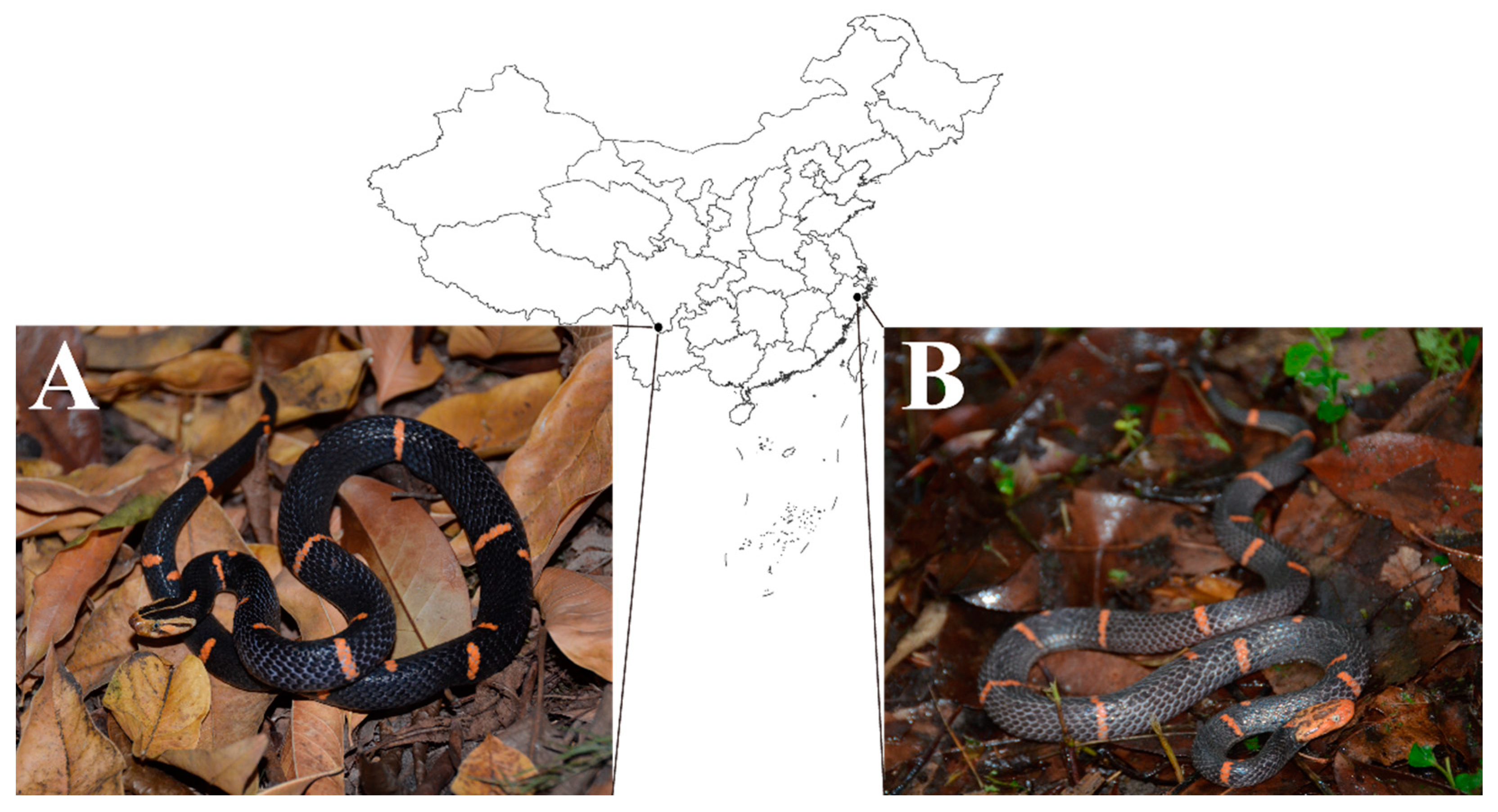 Toxins Free Full-Text Differences between Two Groups of Burmese Vipers (Viperidae Azemiops) in the Proteomic Profiles, Immunoreactivity and Biochemical Functions of Their Venoms Porn Pic Hd