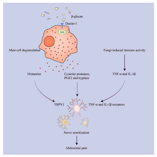Gut Non-Bacterial Microbiota: Emerging Link to Irritable