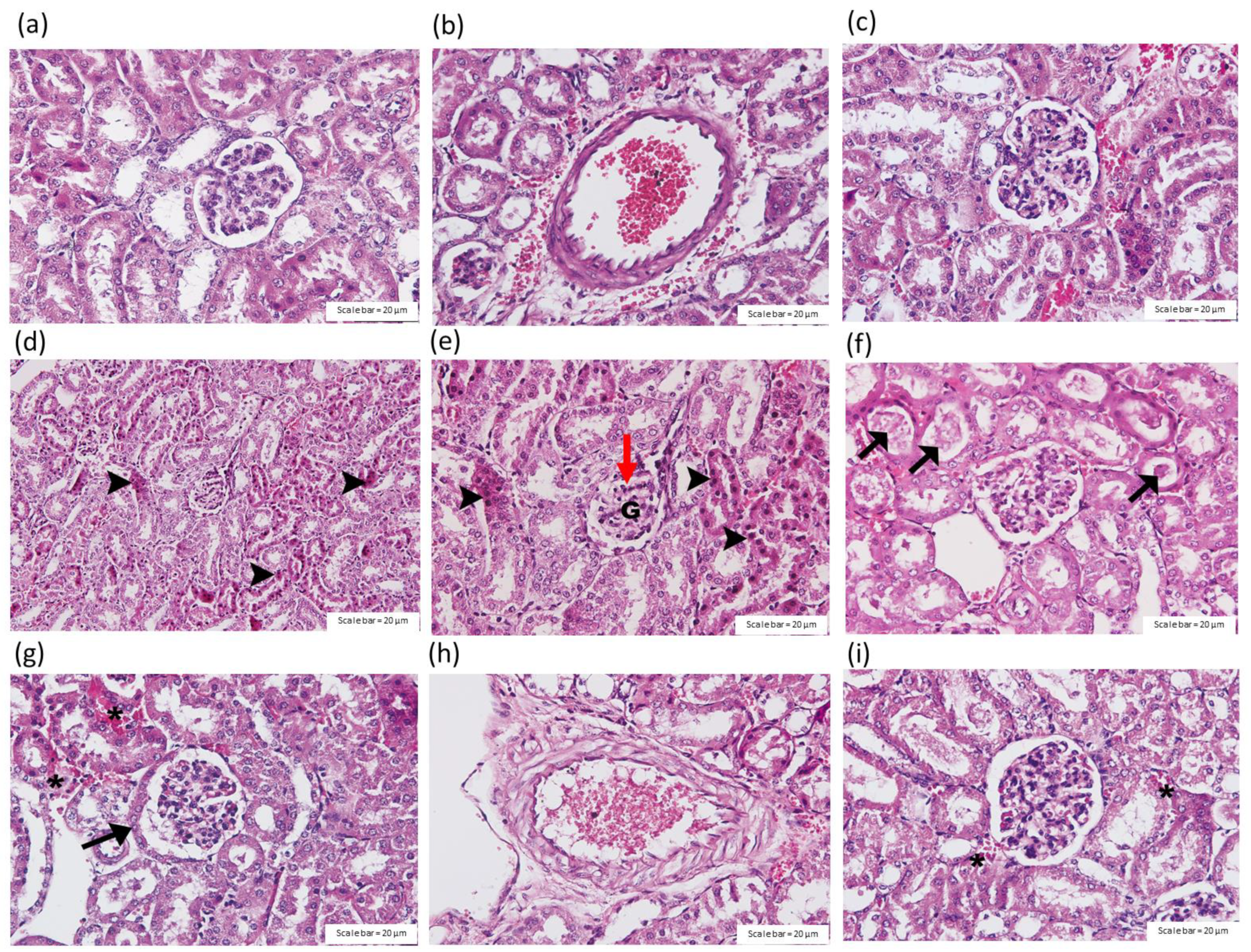 Toxins 14 00601 g007
