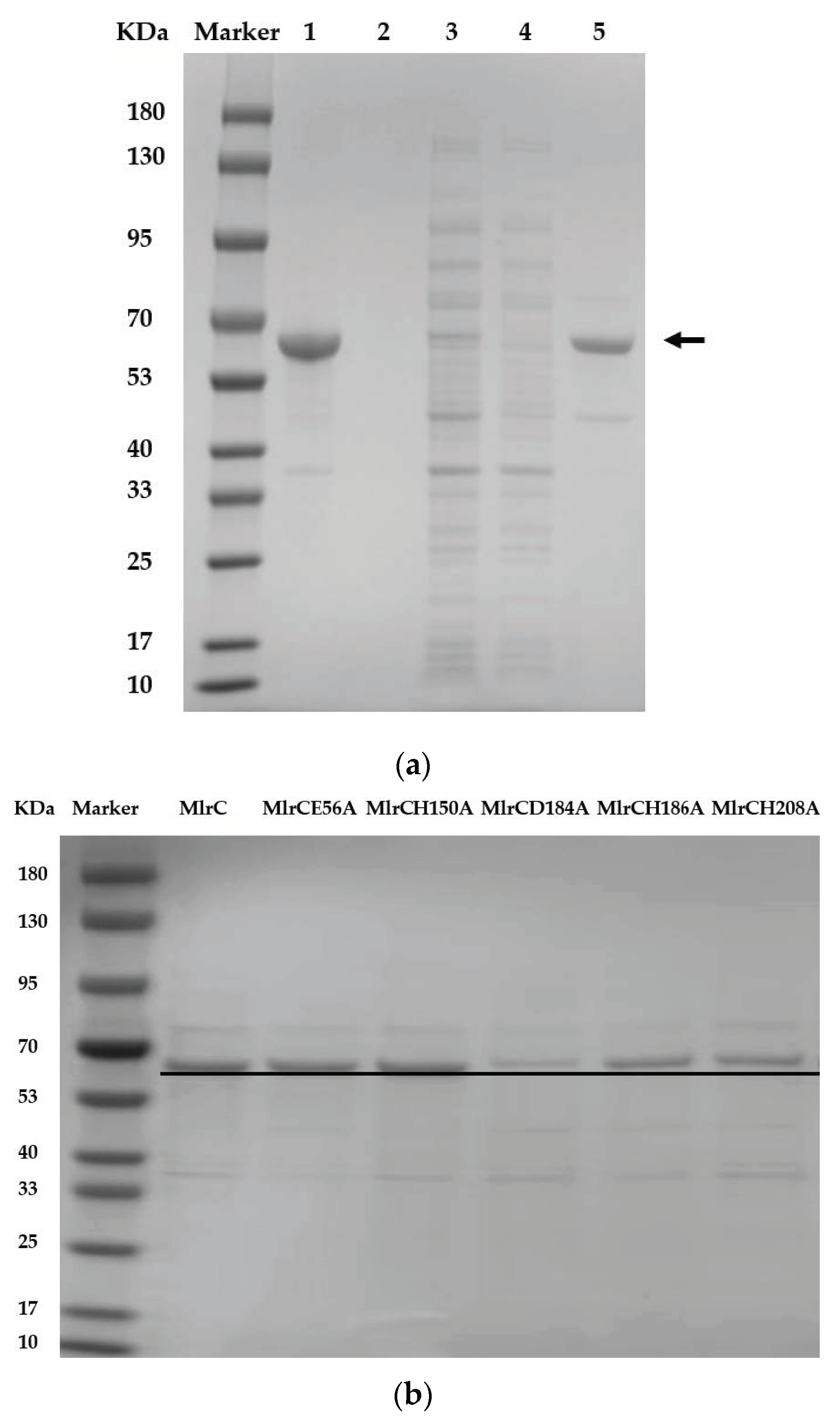 Toxins 14 00602 g002