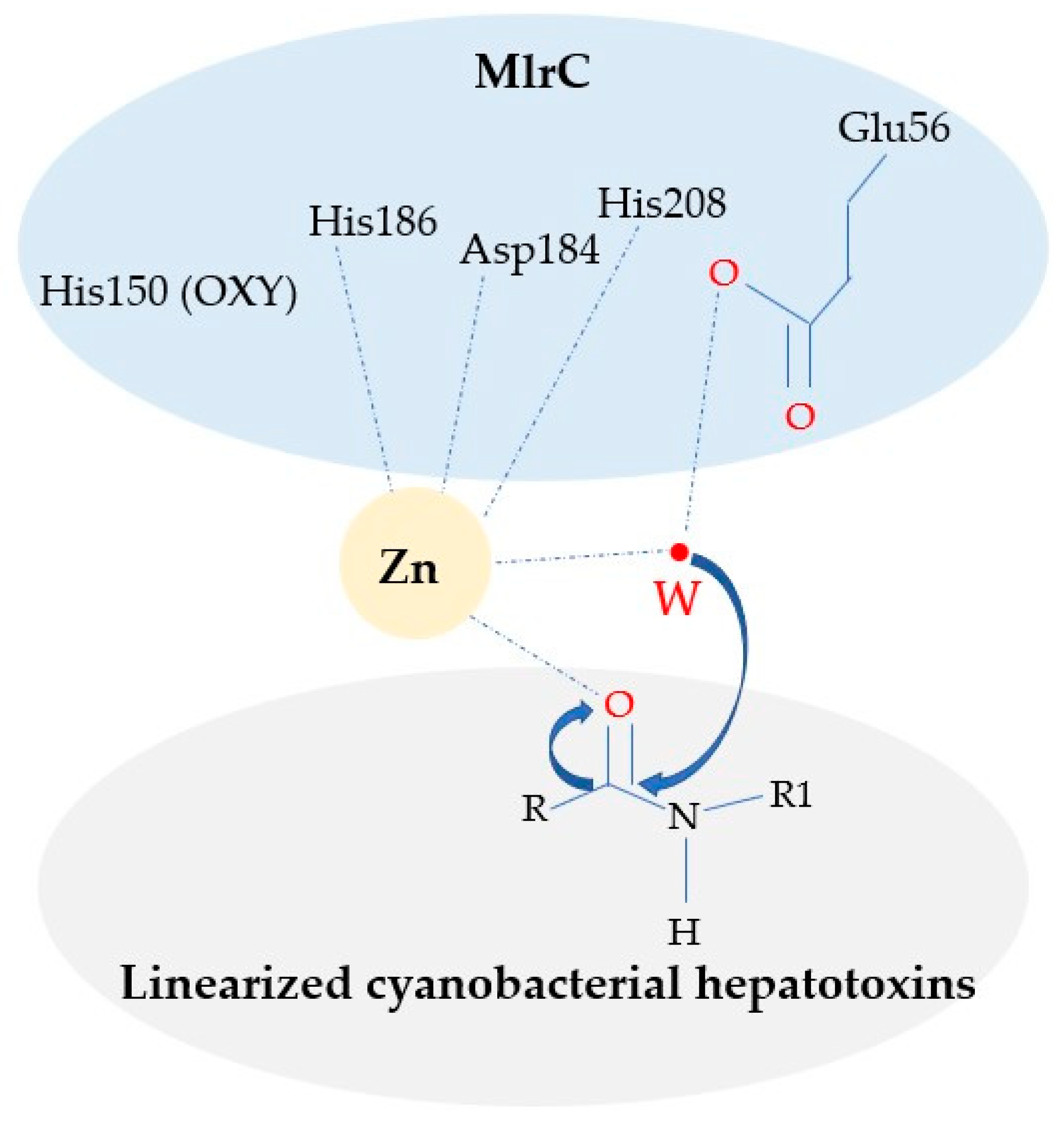 Toxins 14 00602 g004