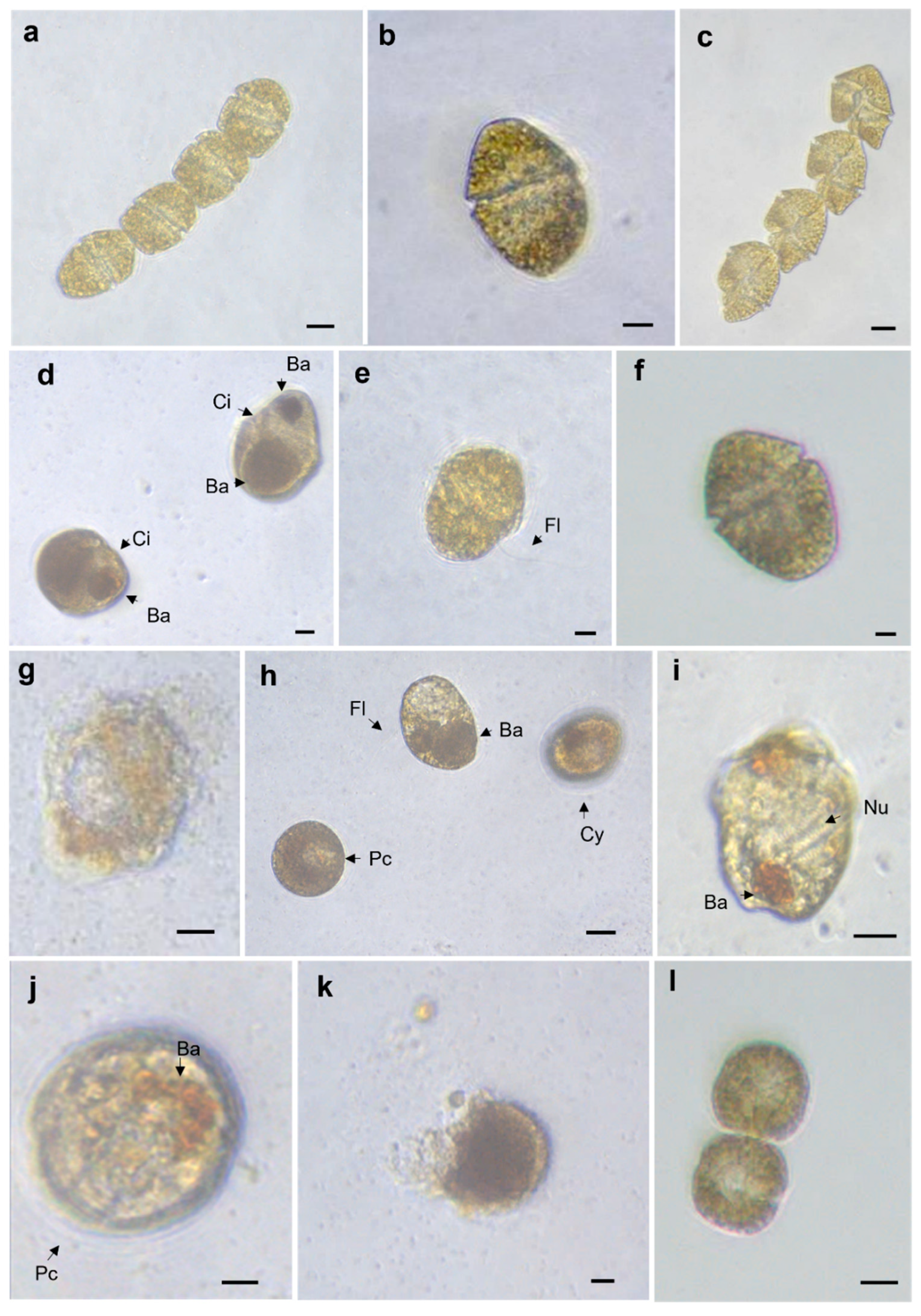 Toxins 14 00616 g002 550