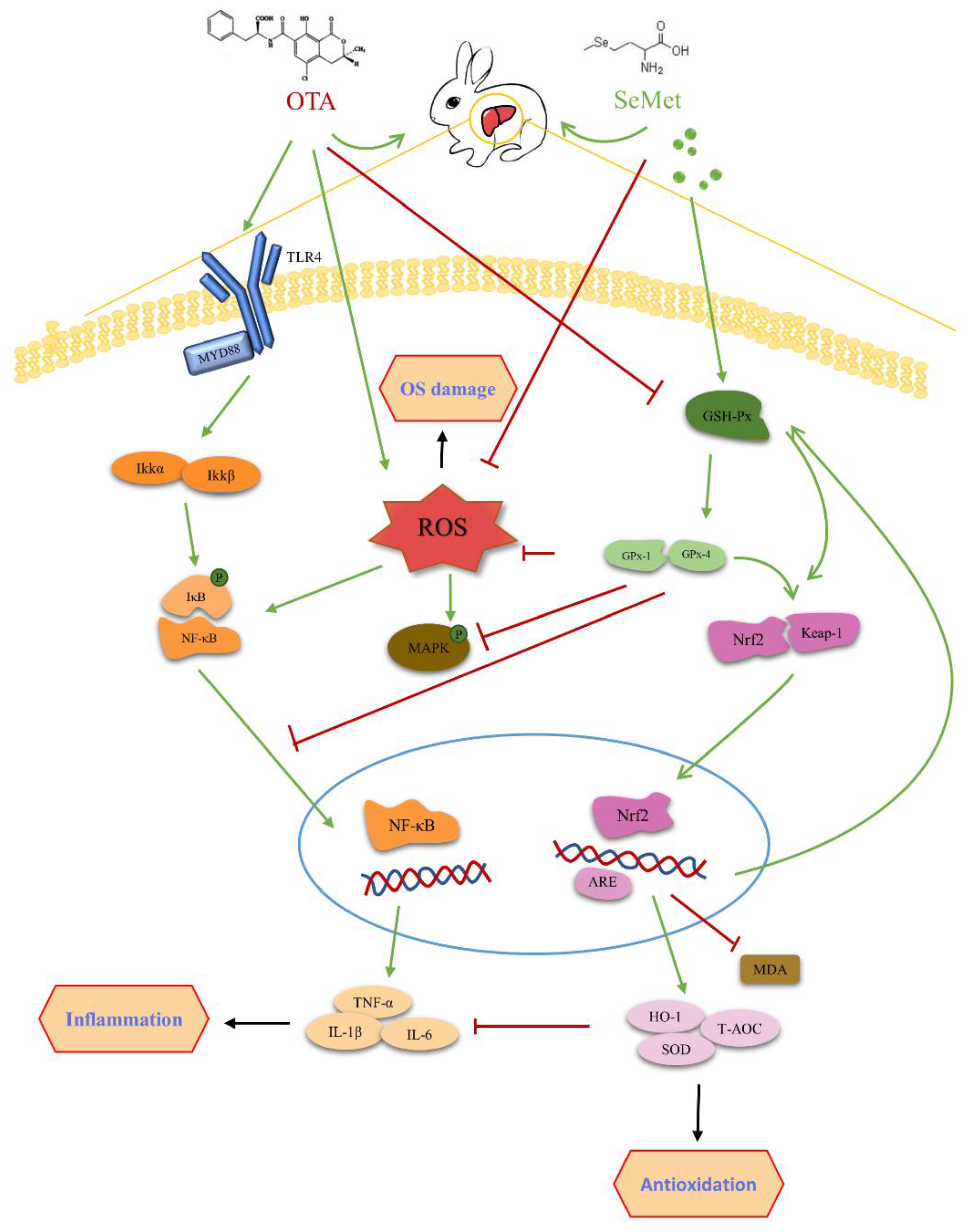Toxins 14 00628 g009 550