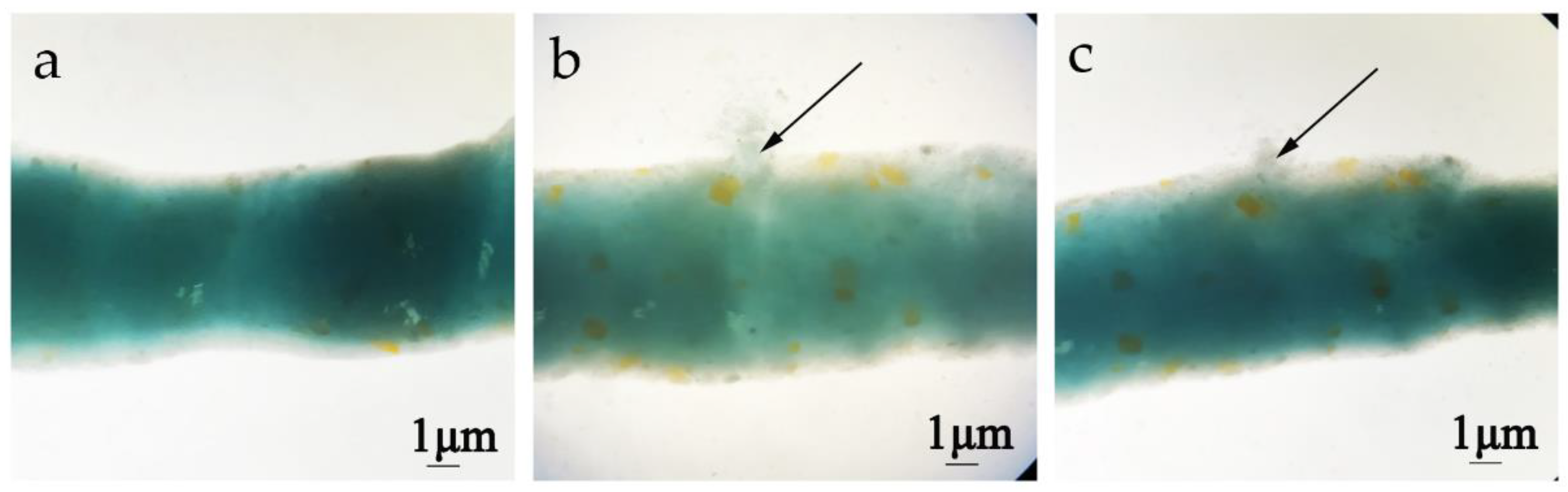 Toxins 14 00646 g004