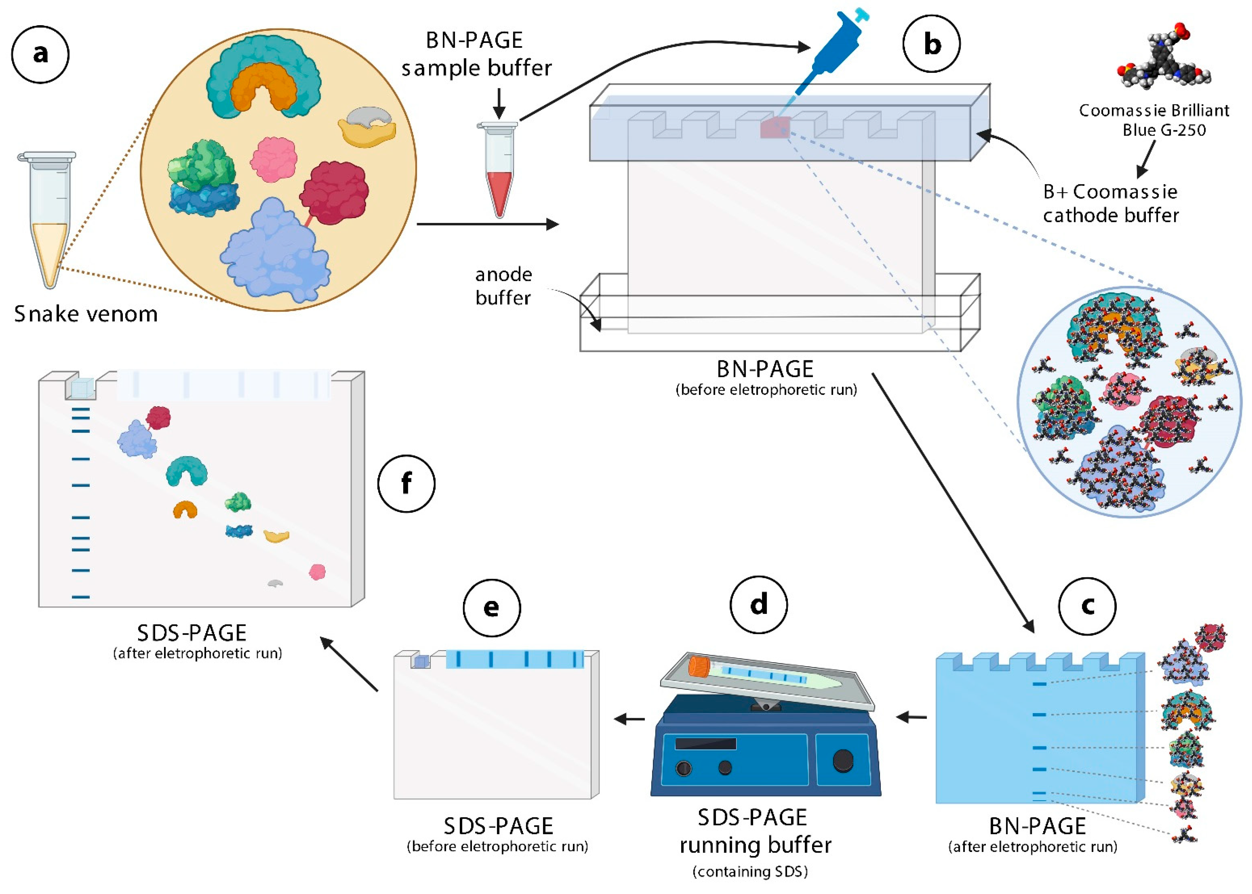 Toxins 14 00661 g001 Toxins 14 00661 g001