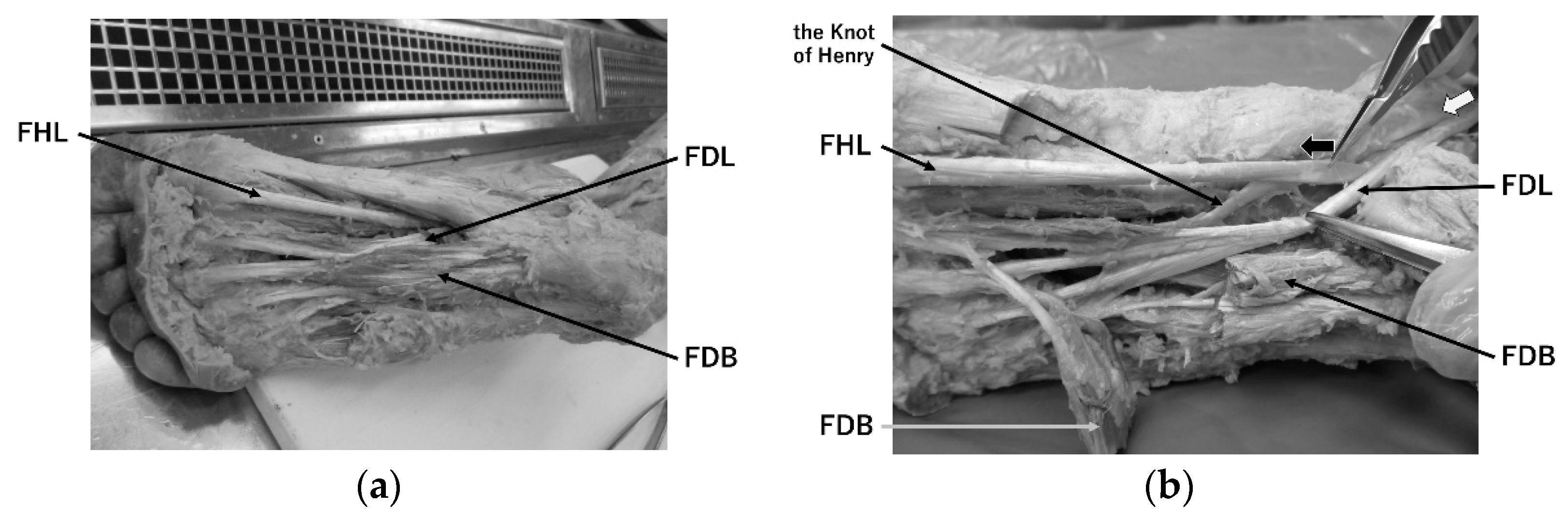 Toxins 14 00666 g002a Toxins 14 00666 g002a